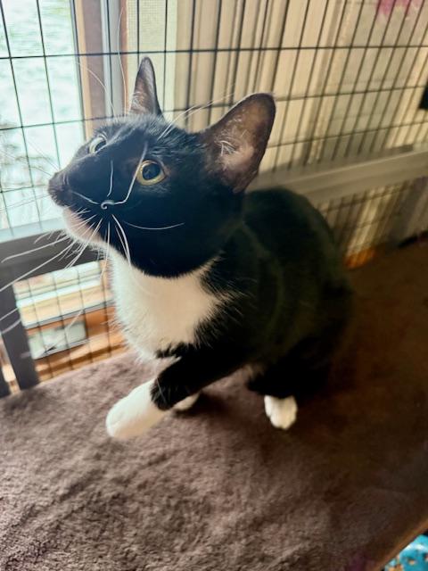 Enlarge Vesta, a ADOPTABLE Domestic Short Hair in St. Clair, MI image 4/4