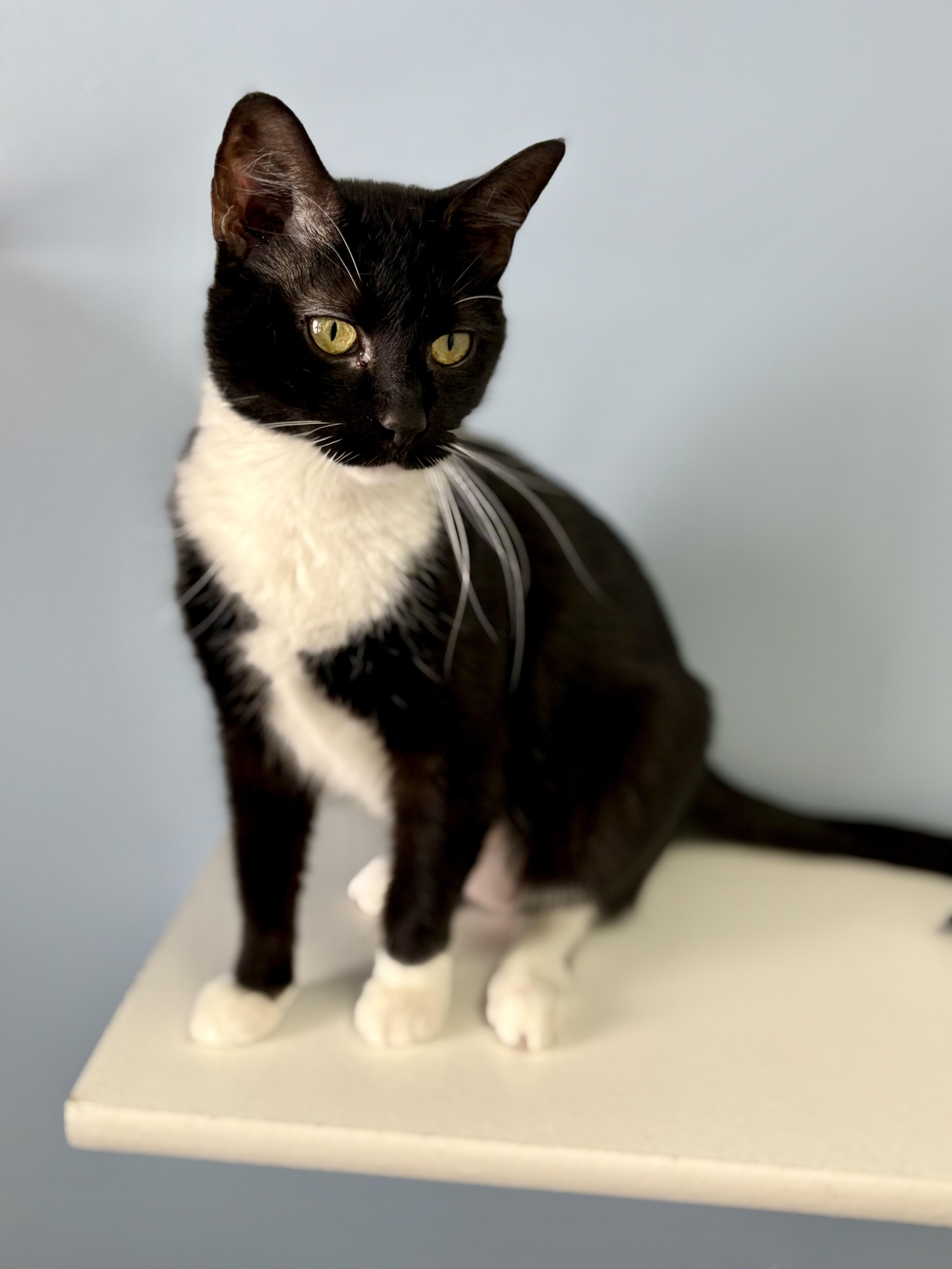 Enlarge Vesta, a ADOPTABLE Domestic Short Hair in St. Clair, MI image 3/4