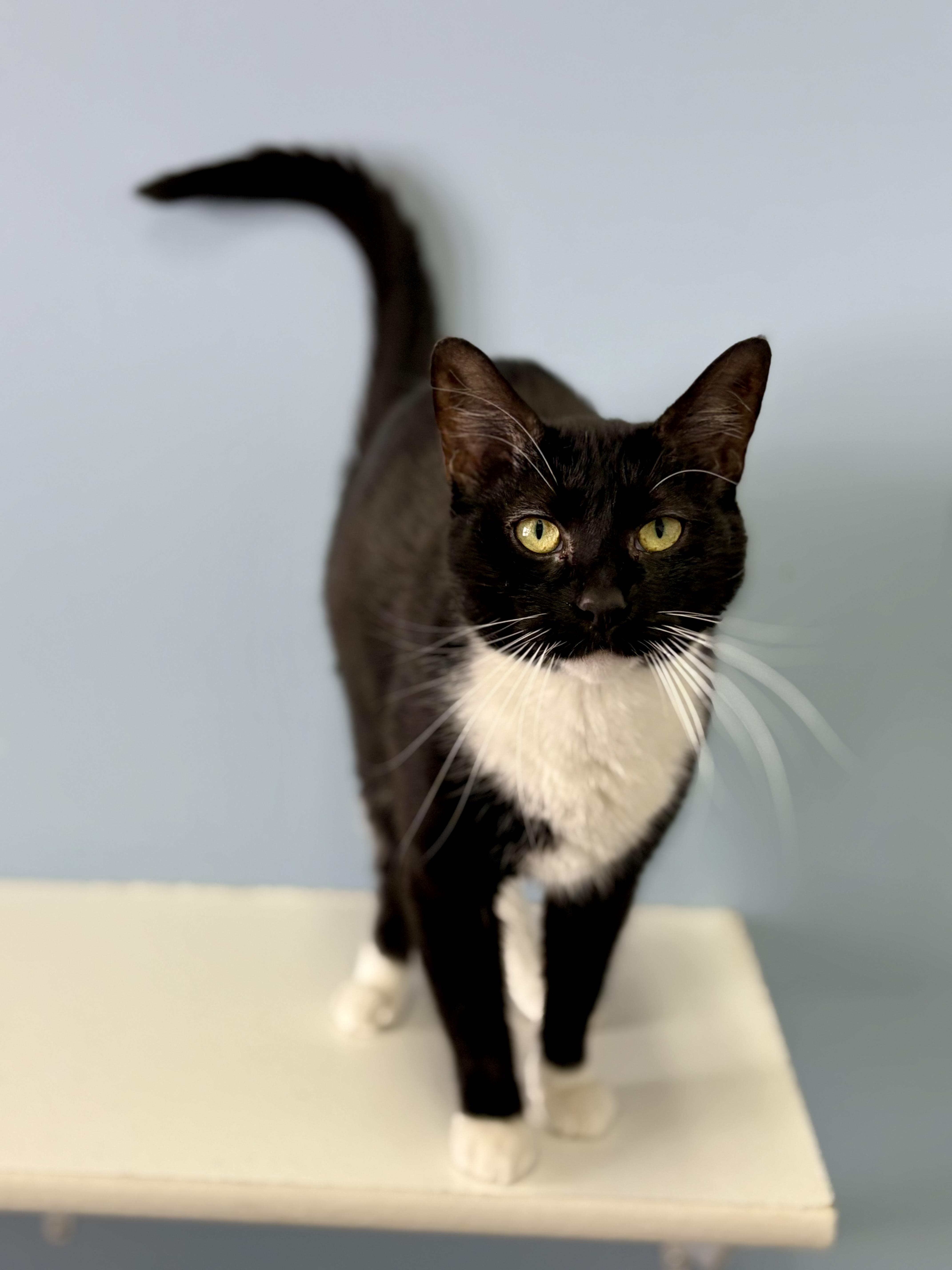 Vesta, ADOPTABLE, Adult Female Domestic Short Hair.