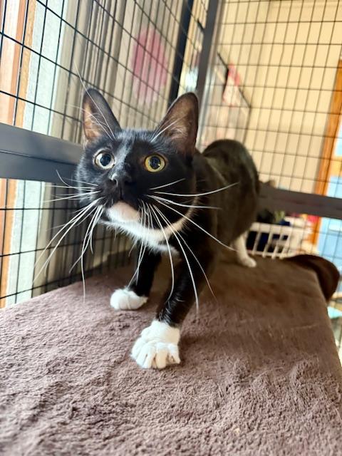 Enlarge Vesta, a ADOPTABLE Domestic Short Hair in St. Clair, MI image 2/4