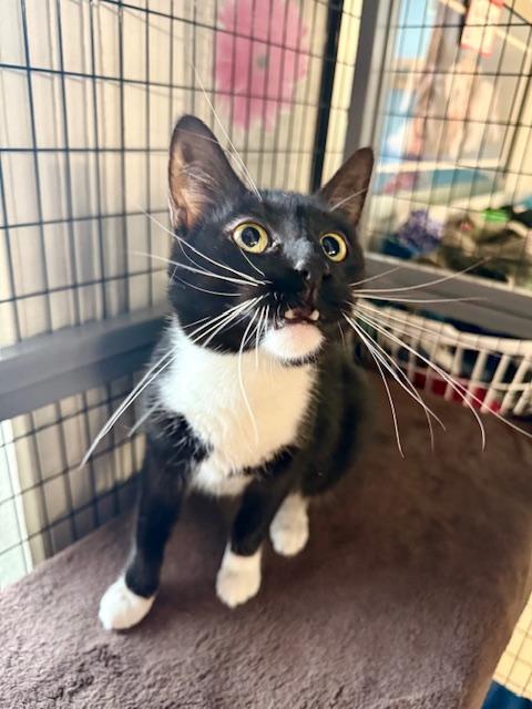 Enlarge Vesta, a ADOPTABLE Domestic Short Hair in St. Clair, MI image 1/4