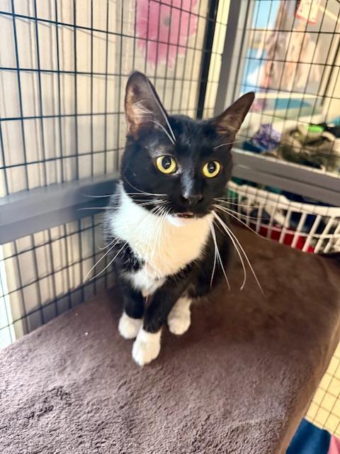 Enlarge Vesta, a ADOPTABLE Domestic Short Hair in St. Clair, MI image 3/4