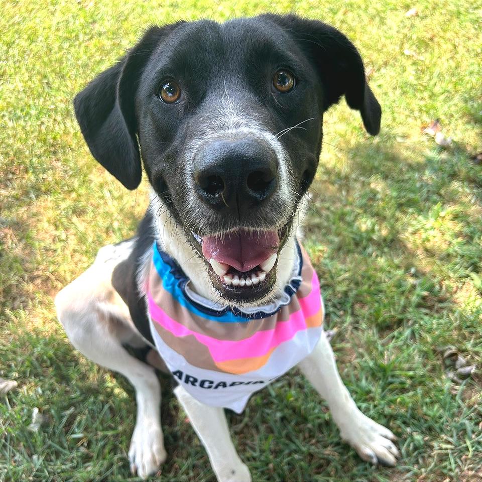 Ramen, Adoptable, Adult Male Mixed Breed.