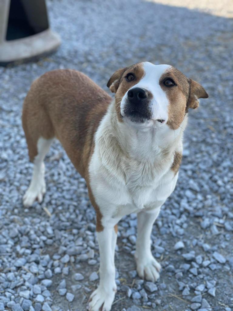 Enlarge Clementine , an adopted Mixed Breed in Calhoun, KY image 1/3