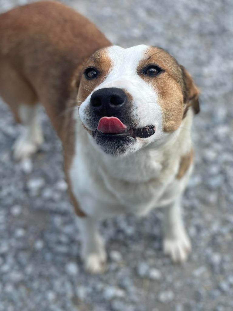 Enlarge Clementine , an adopted Mixed Breed in Calhoun, KY image 3/3
