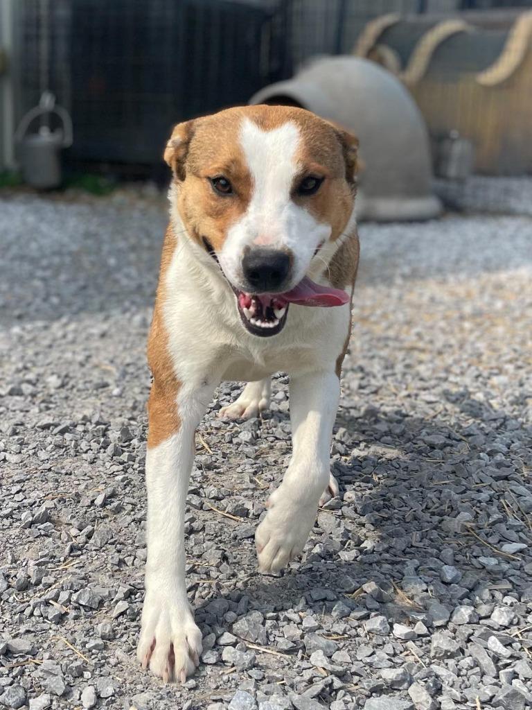 Enlarge Clementine , an adopted Mixed Breed in Calhoun, KY image 2/3