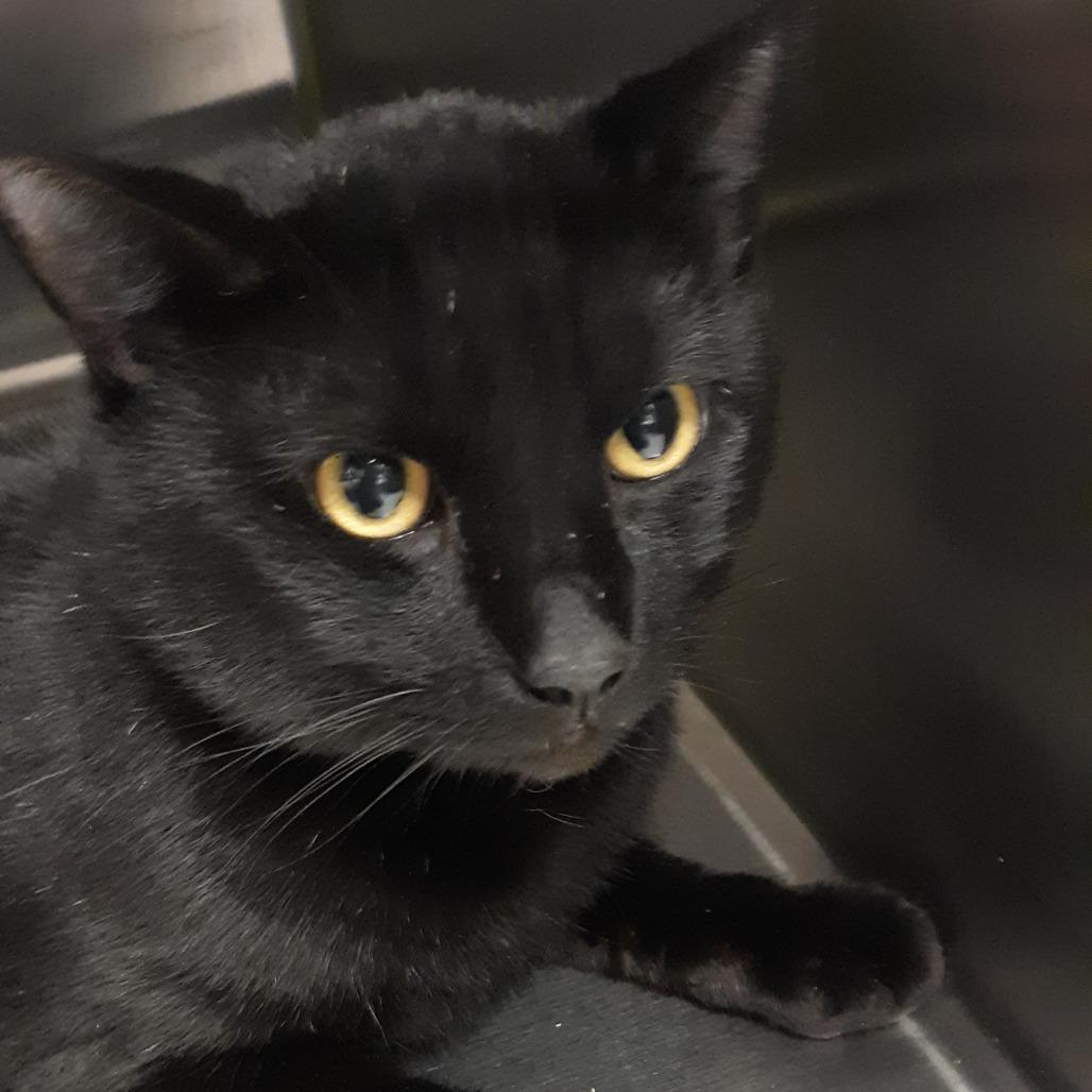 Exemplar, Adoptable, Adult Male Domestic Short Hair.