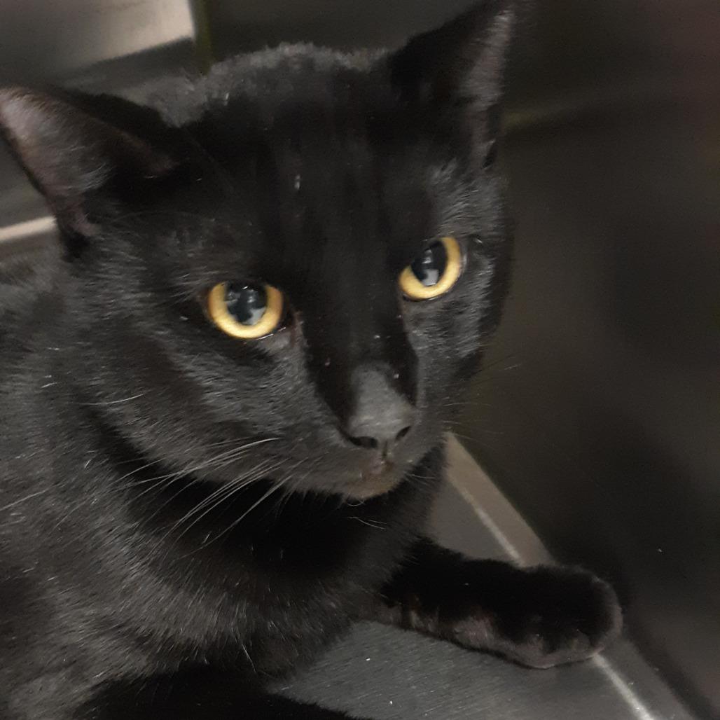 Enlarge Exemplar, a Adoptable Domestic Short Hair in Spokane, WA image 2/3