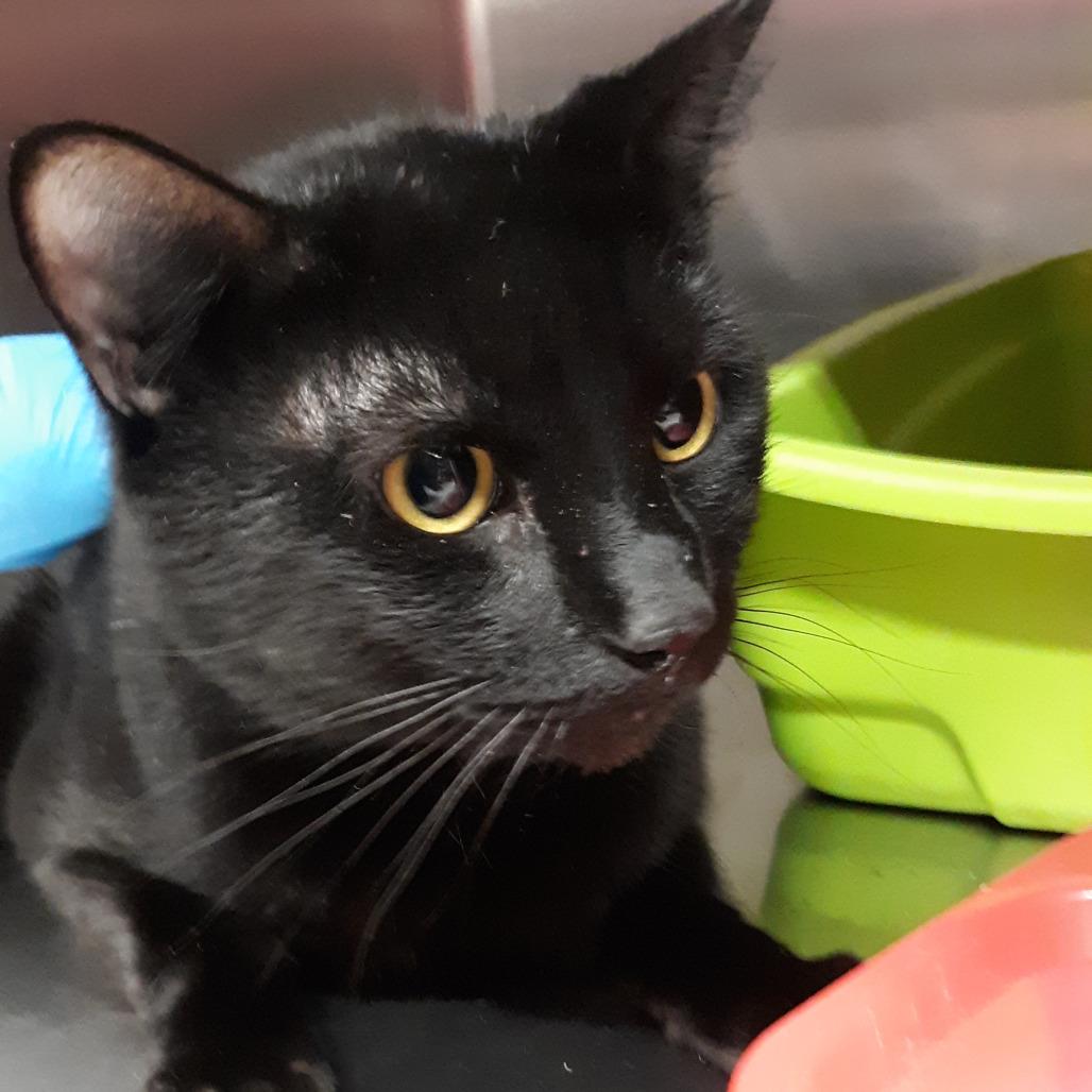 Enlarge Exemplar, a Adoptable Domestic Short Hair in Spokane, WA image 3/3