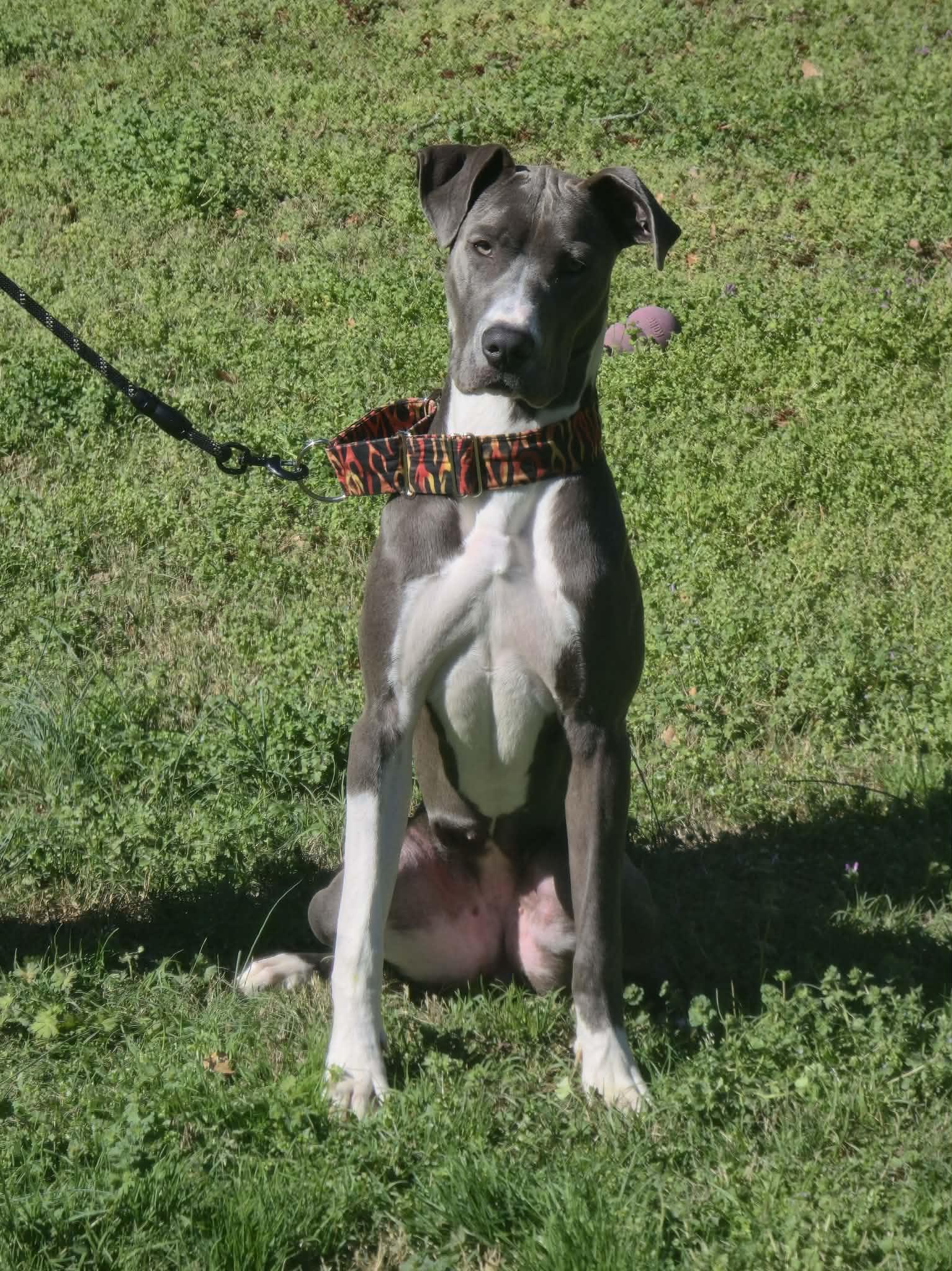 Enlarge Daphne, a Adoptable mixed breed in Iron Station, NC image 1/3