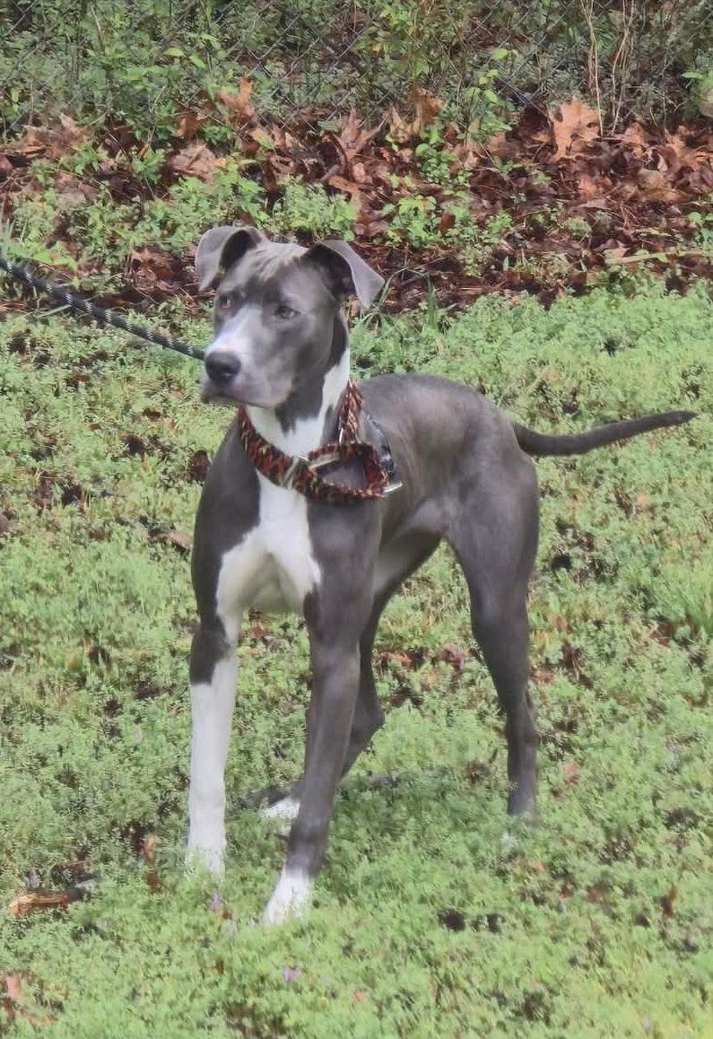 Enlarge Daphne, a Adoptable mixed breed in Iron Station, NC image 2/3