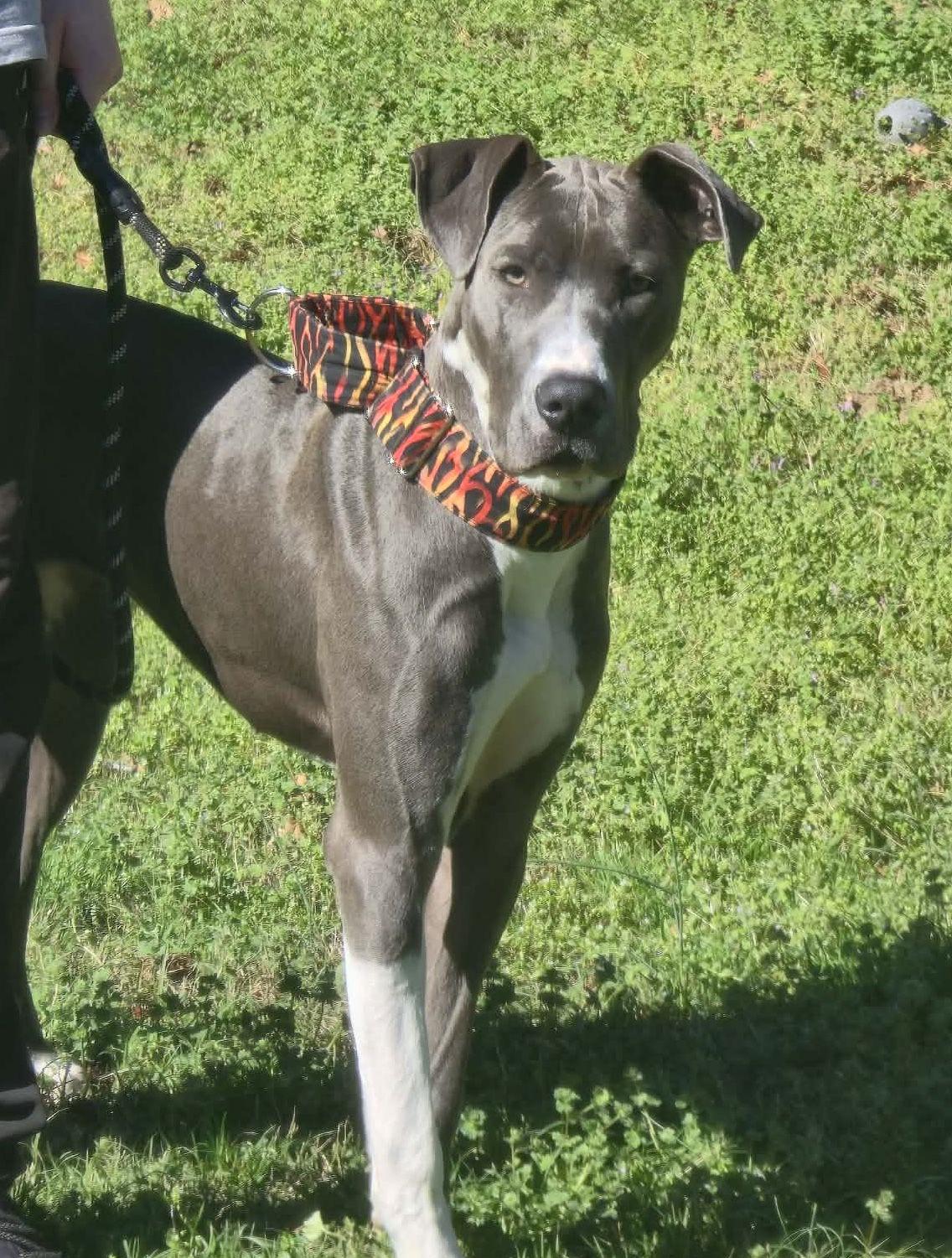 Enlarge Daphne, a Adoptable mixed breed in Iron Station, NC image 3/3