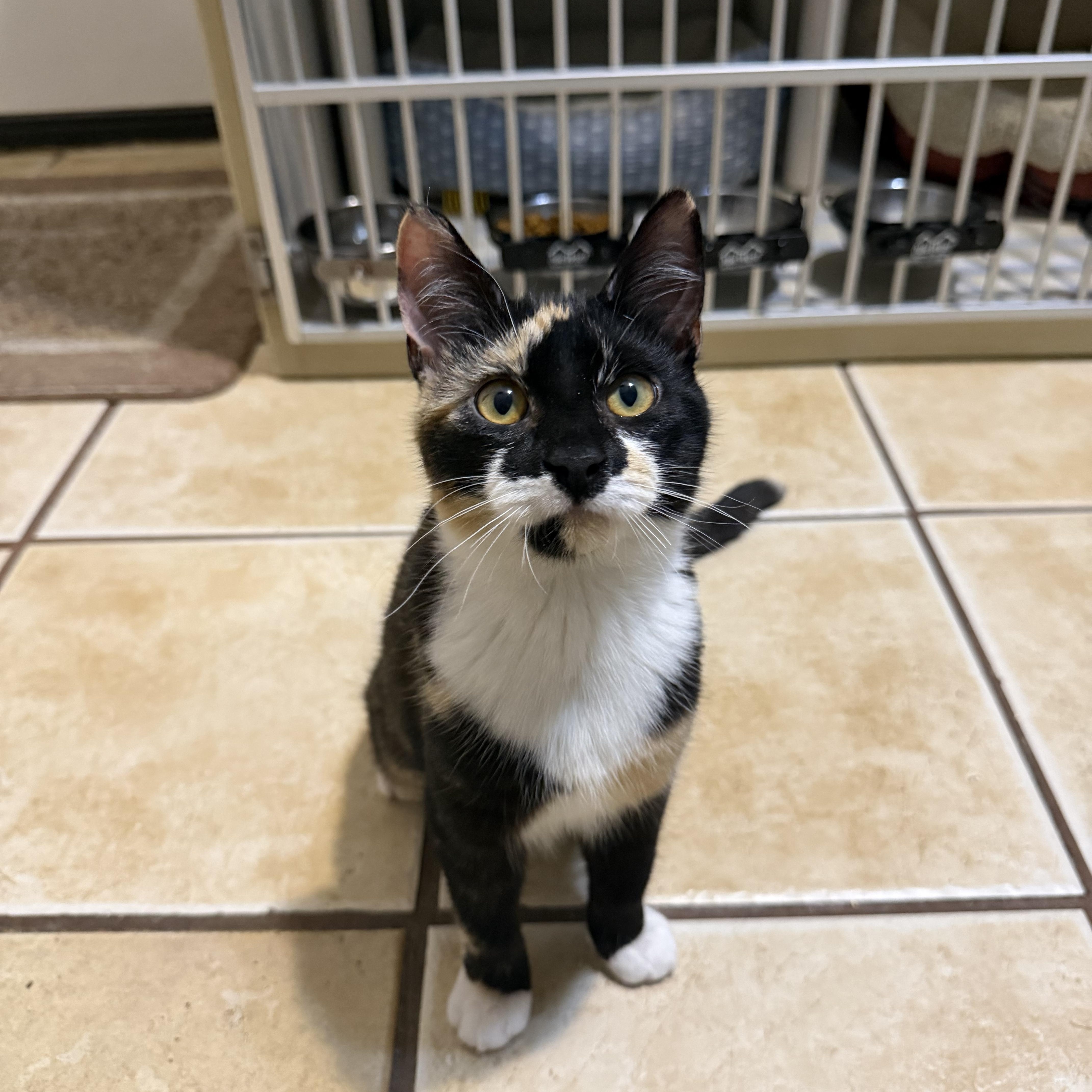 Enlarge WILLOW (& ASPEN), a Adoptable Domestic Short Hair in Hamilton, NJ image 3/4