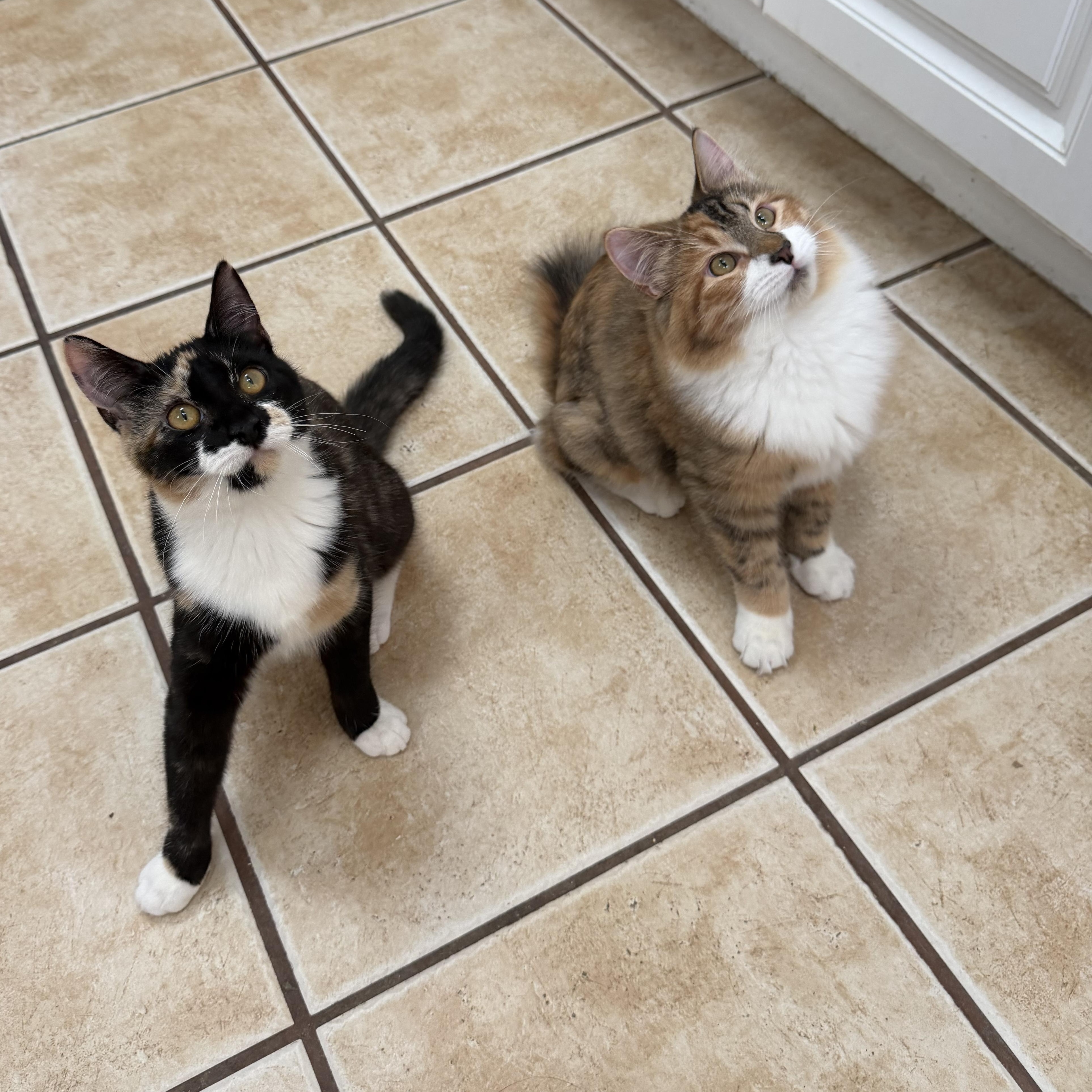 Enlarge WILLOW (& ASPEN), a Adoptable Domestic Short Hair in Hamilton, NJ image 4/4