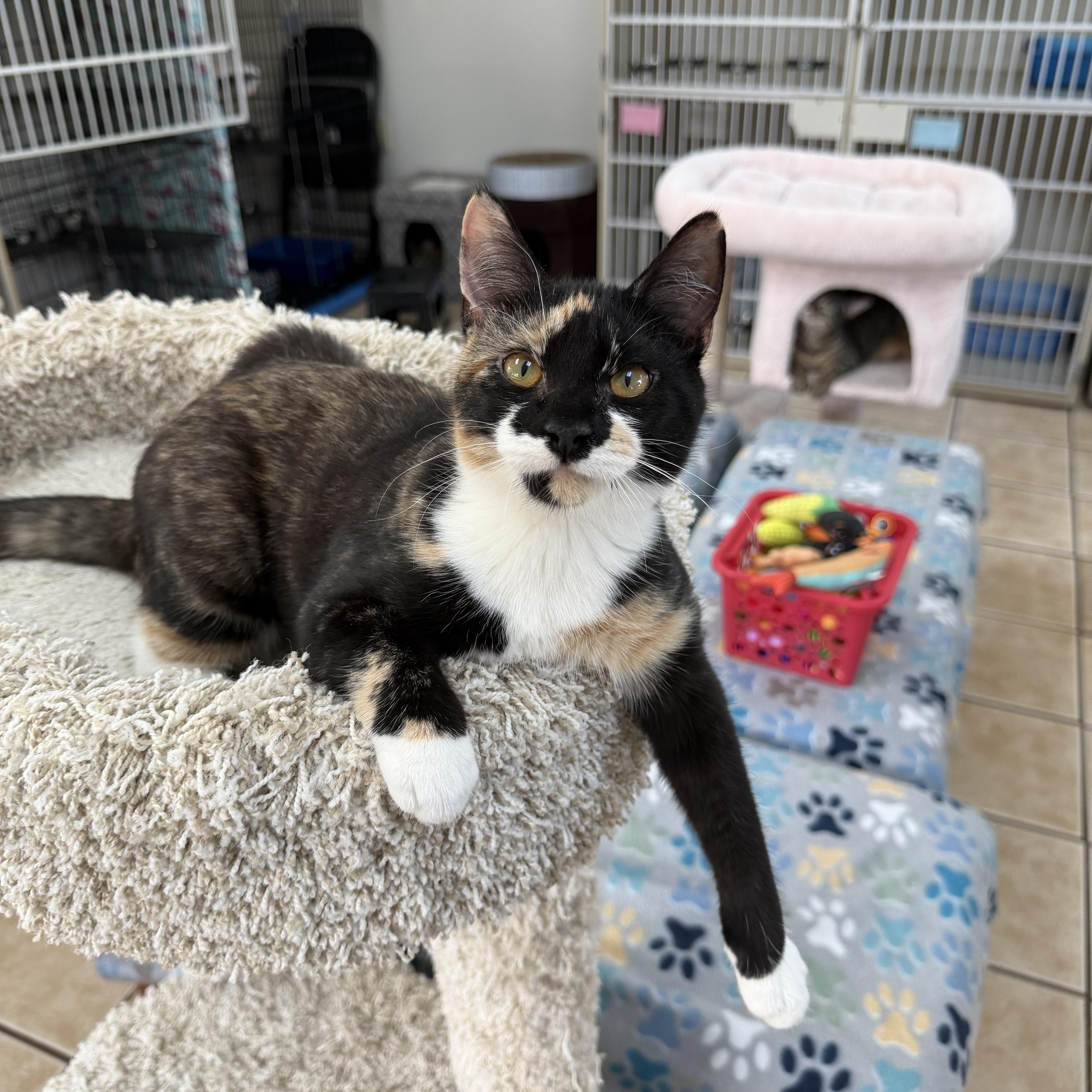 Enlarge WILLOW (& ASPEN), a Adoptable Domestic Short Hair in Hamilton, NJ image 1/4