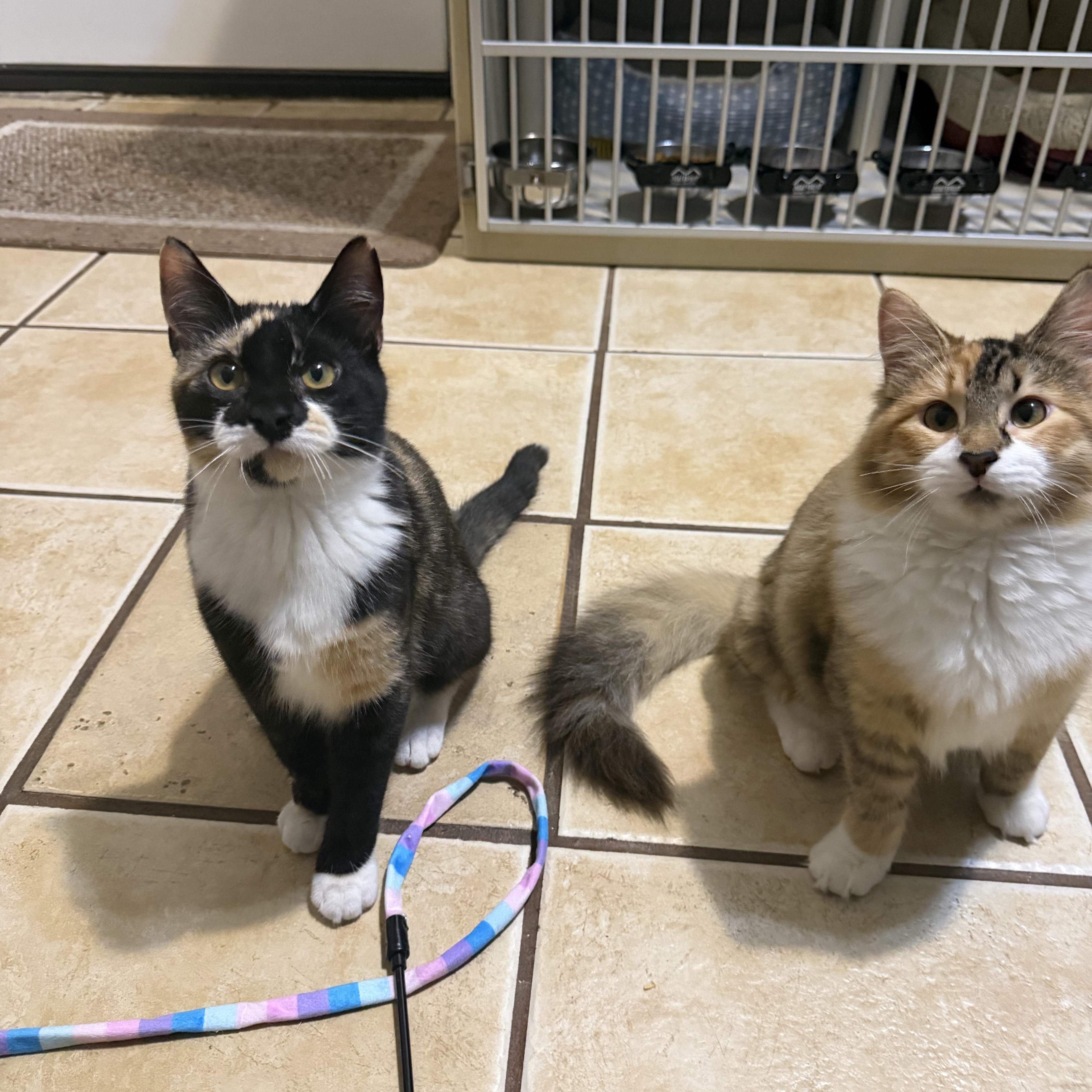 Enlarge WILLOW (& ASPEN), a Adoptable Domestic Short Hair in Hamilton, NJ image 2/4