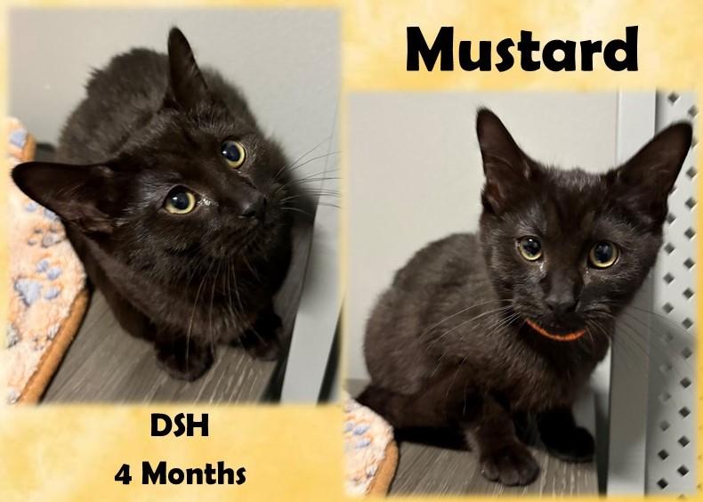 Mustard