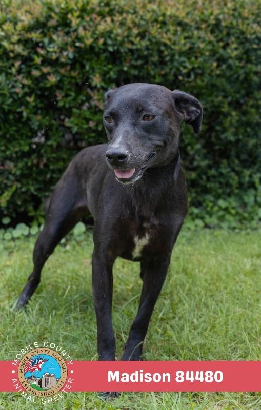 Madison, Adoptable, Adult Female Black Labrador Retriever.
