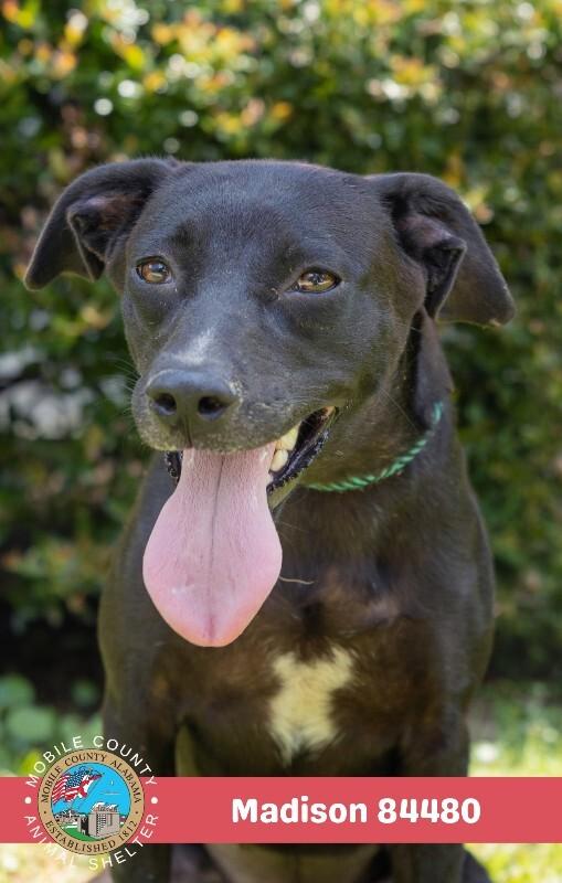 Madison, a Adoptable Black Labrador Retriever in Mobile, AL image 2/2