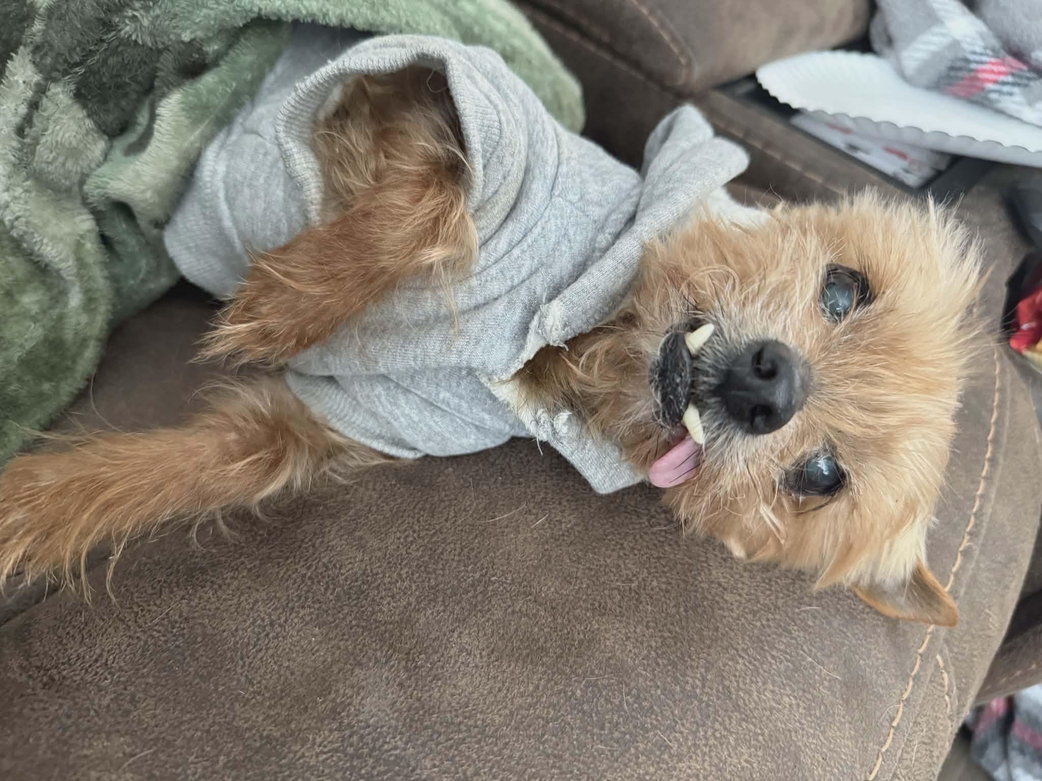 Bright, Adoptable, Senior Female Yorkshire Terrier.