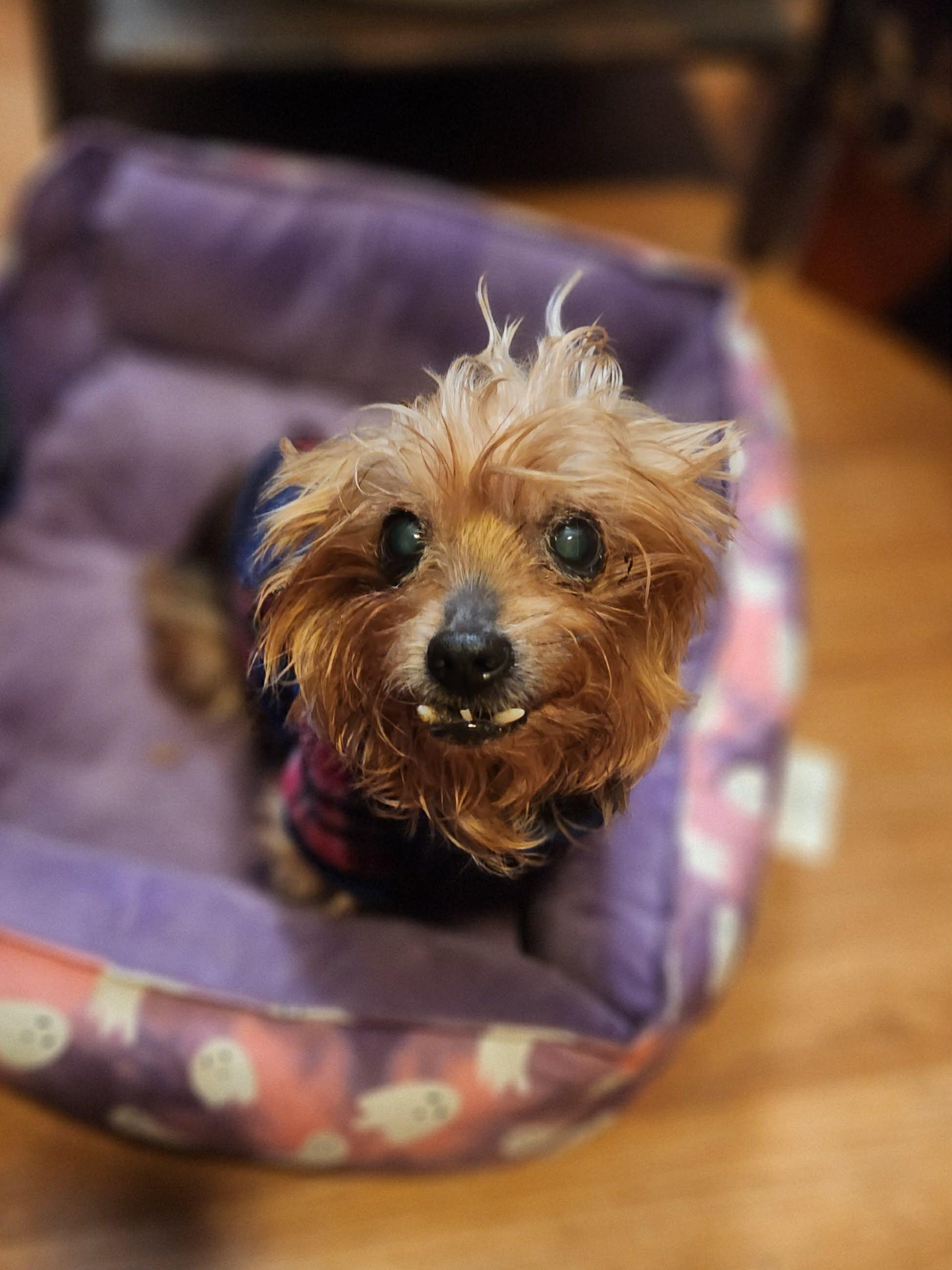 Enlarge Bright, a Adoptable Yorkshire Terrier in Merrillville, IN image 3/6