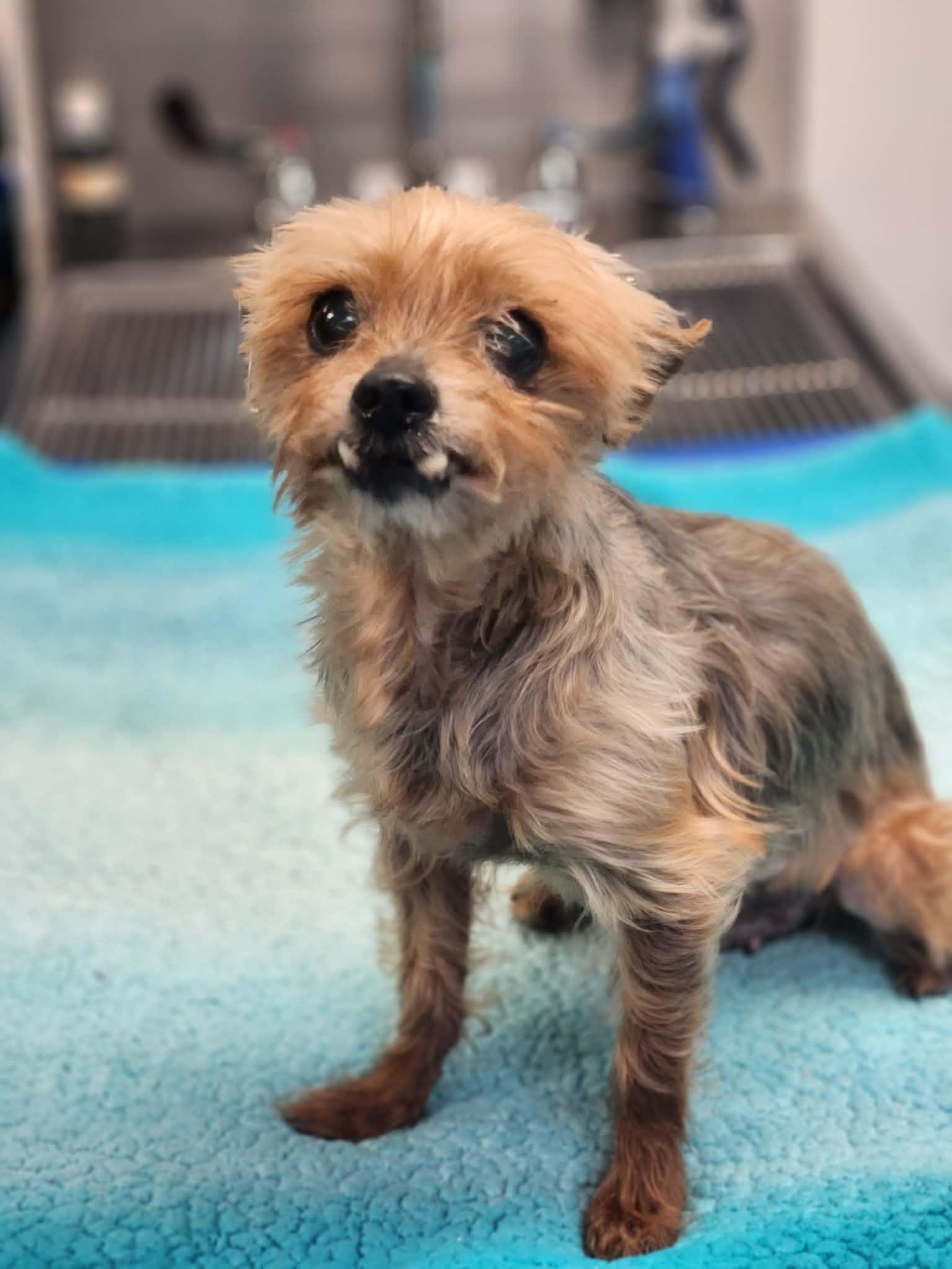 Enlarge Bright, a Adoptable Yorkshire Terrier in Merrillville, IN image 2/6