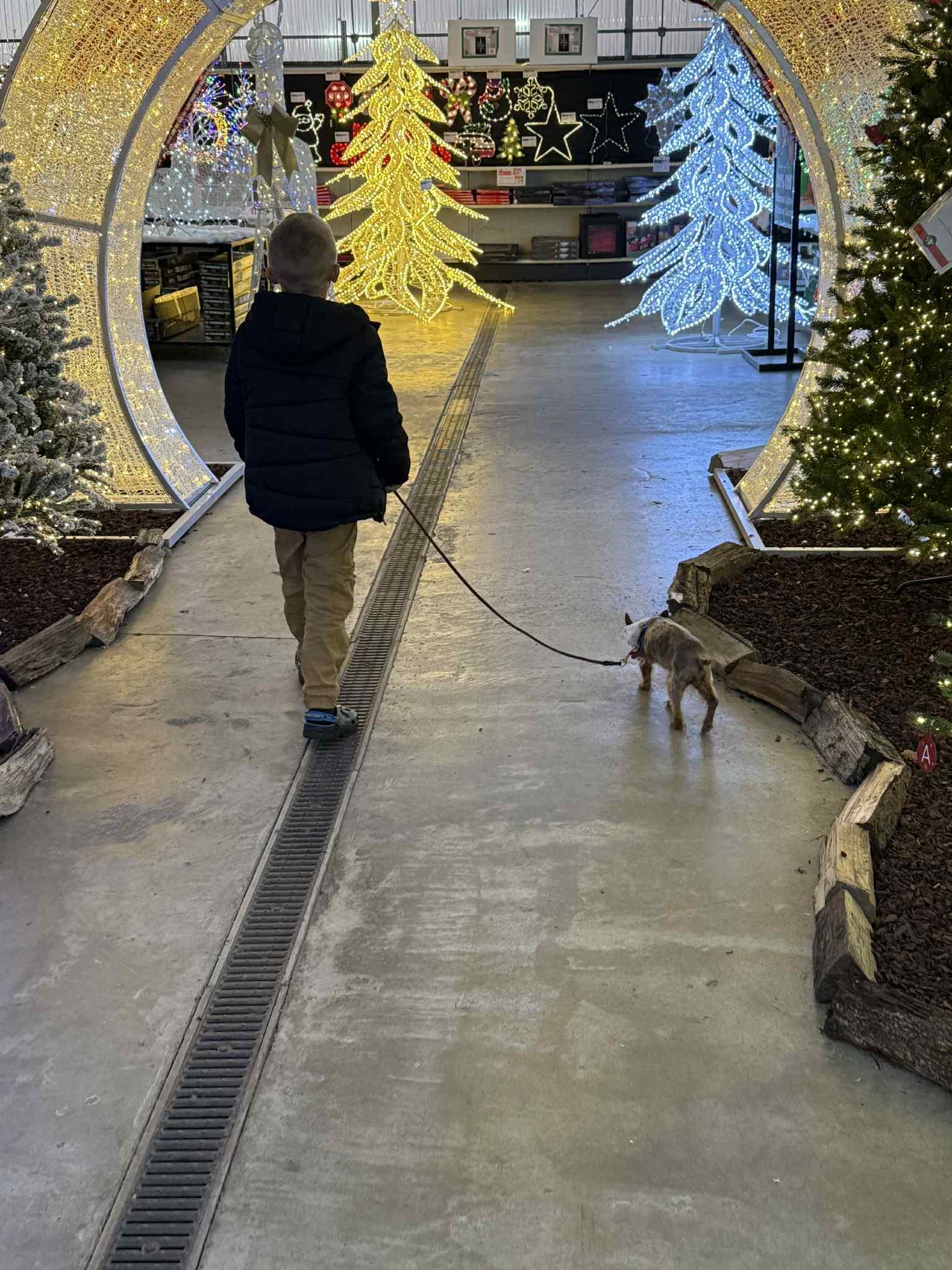 Enlarge Bright, a Adoptable Yorkshire Terrier in Merrillville, IN image 5/6