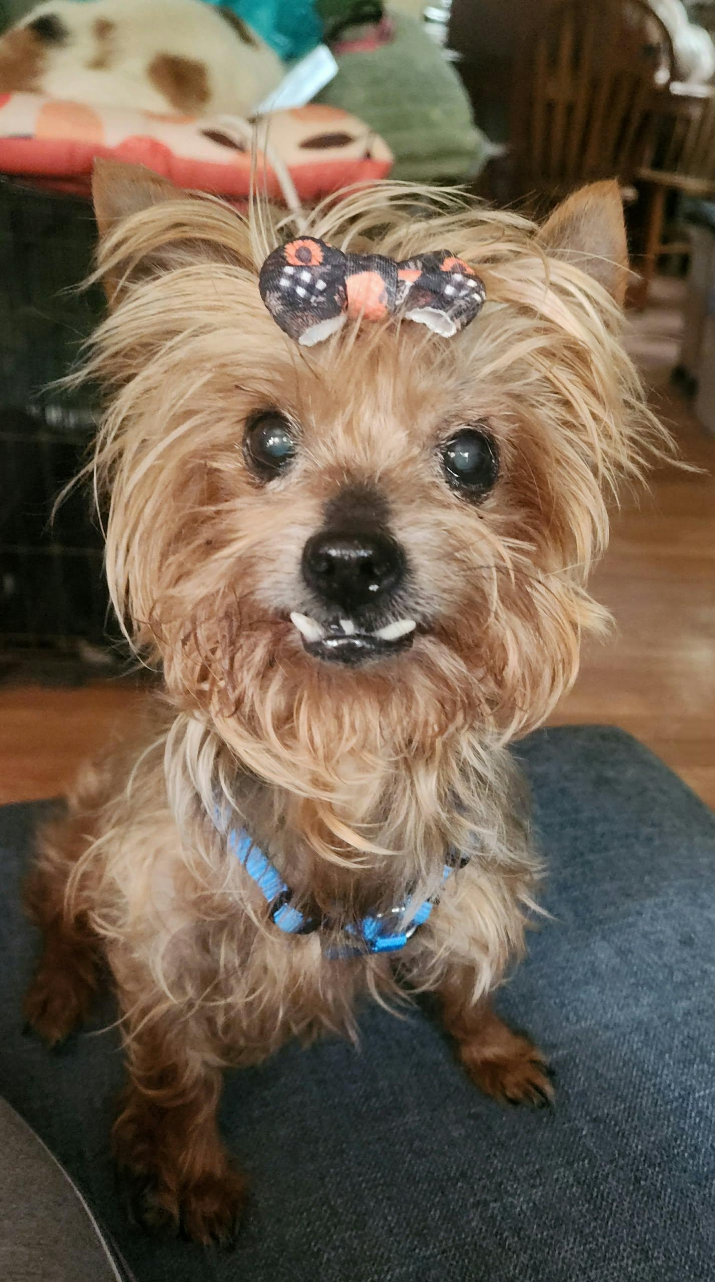 Enlarge Bright, a Adoptable Yorkshire Terrier in Merrillville, IN image 6/6