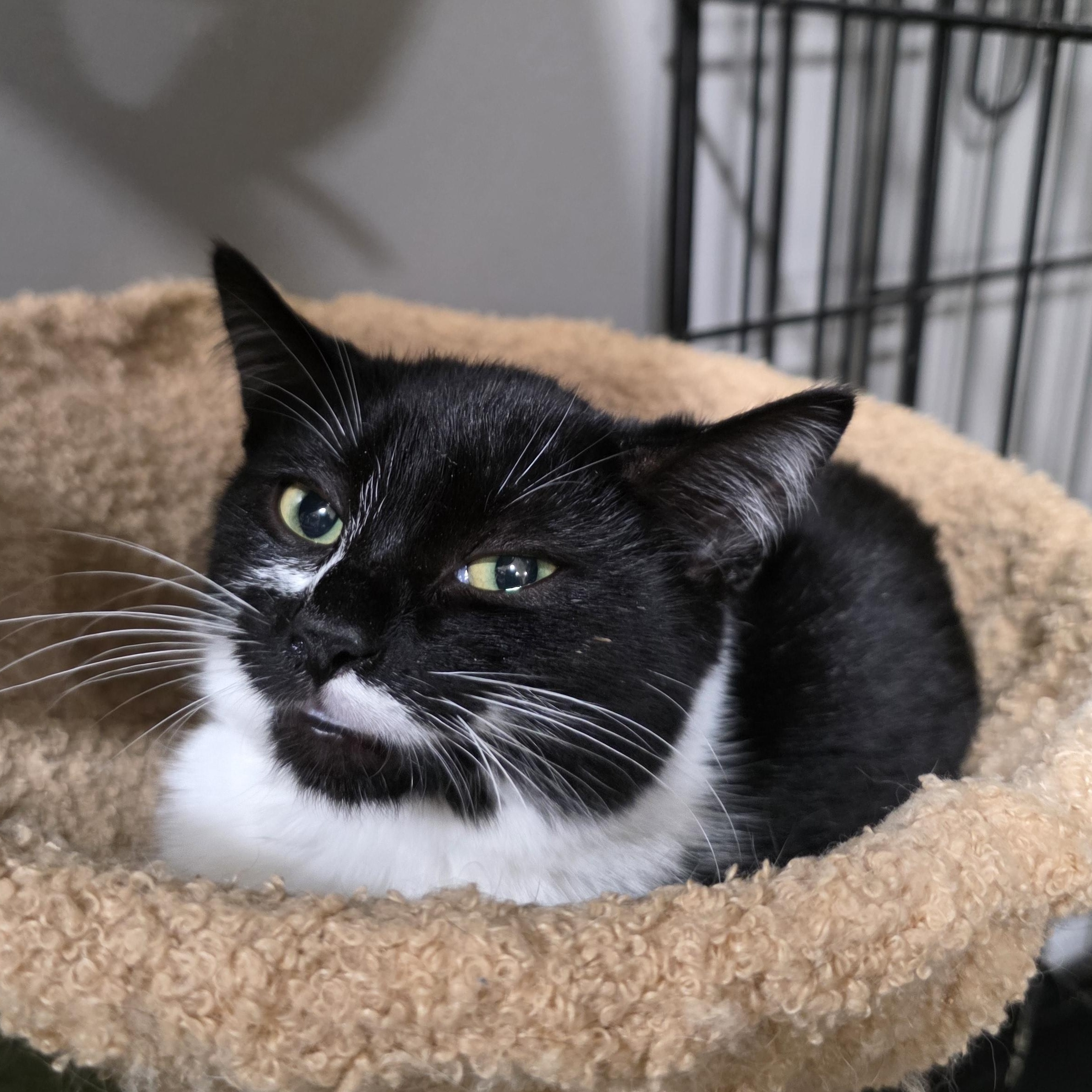 Enlarge Raylen, a Adoptable mixed breed in Mastic beach, NY image 3/3