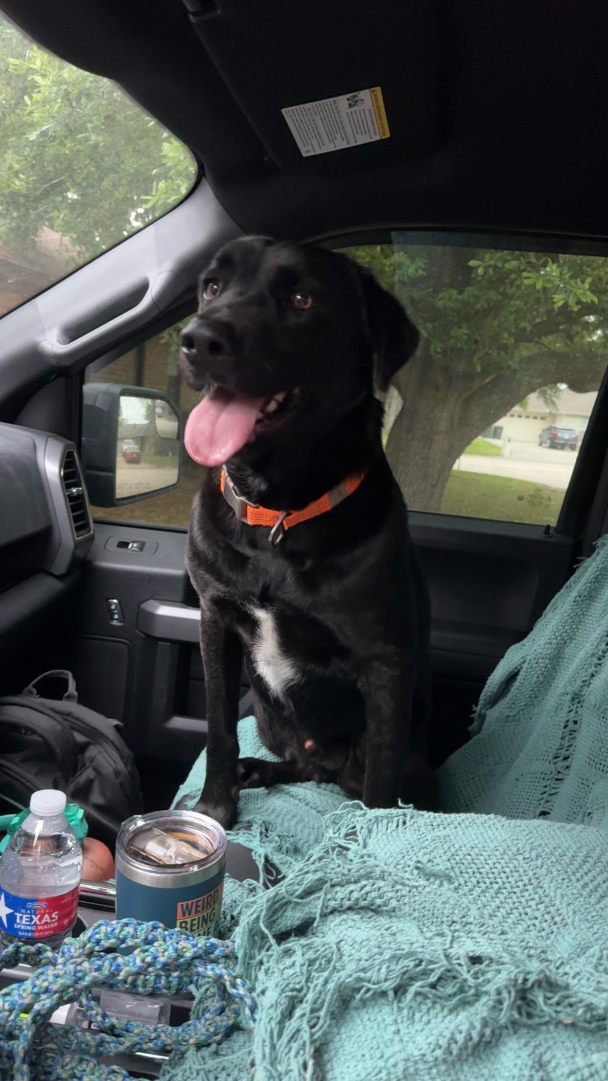 Enlarge Thunder Bolt , a Adoptable Black Labrador Retriever in Lisbon, CT image 2/3