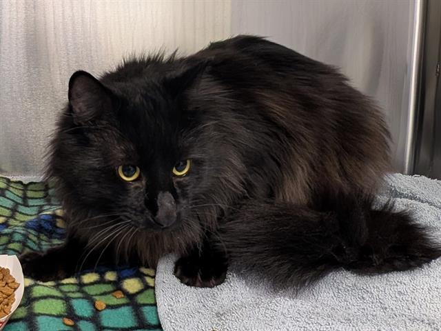 BARN CAT BLETCHLEY, Adoptable, Adult Male Domestic Medium Hair.