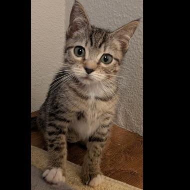 TC, Adopted, Kitten Female Domestic Short Hair.