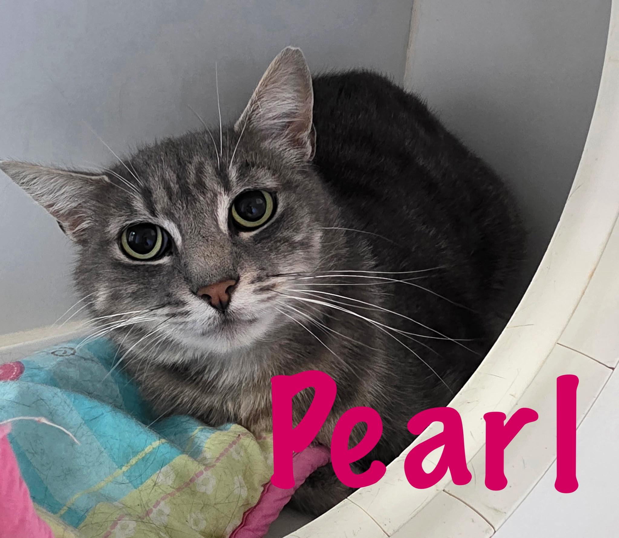 Enlarge Pearl, a Adoptable Domestic Short Hair in Prince Frederick, MD image 2/2