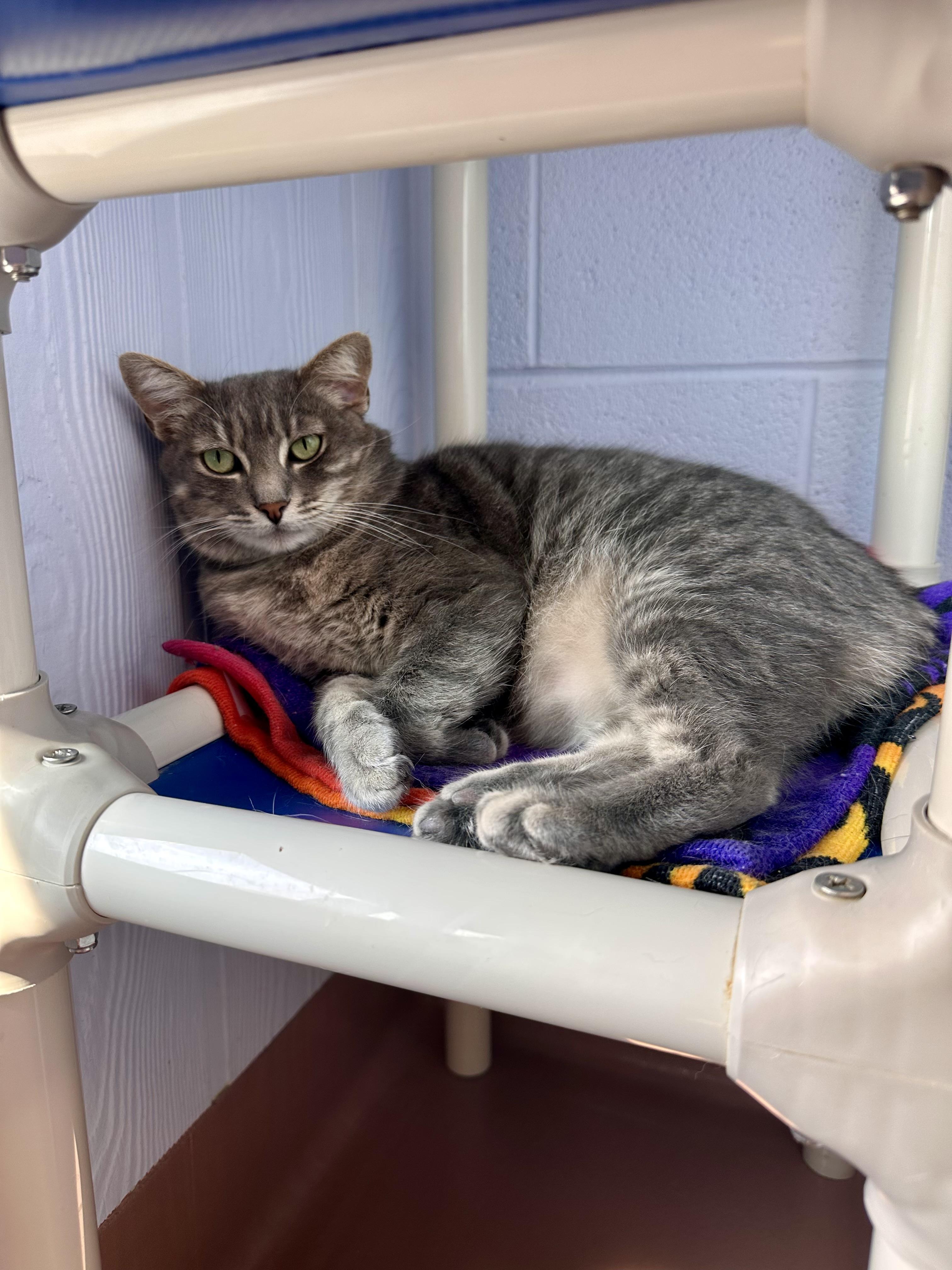 Enlarge Pearl, a Adoptable Domestic Short Hair in Prince Frederick, MD image 1/2