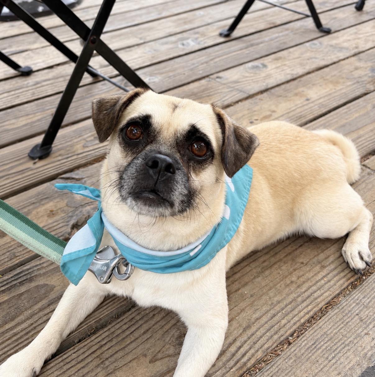 Enlarge Napoleon, a Adoptable mixed breed in San Diego, CA image 1/6