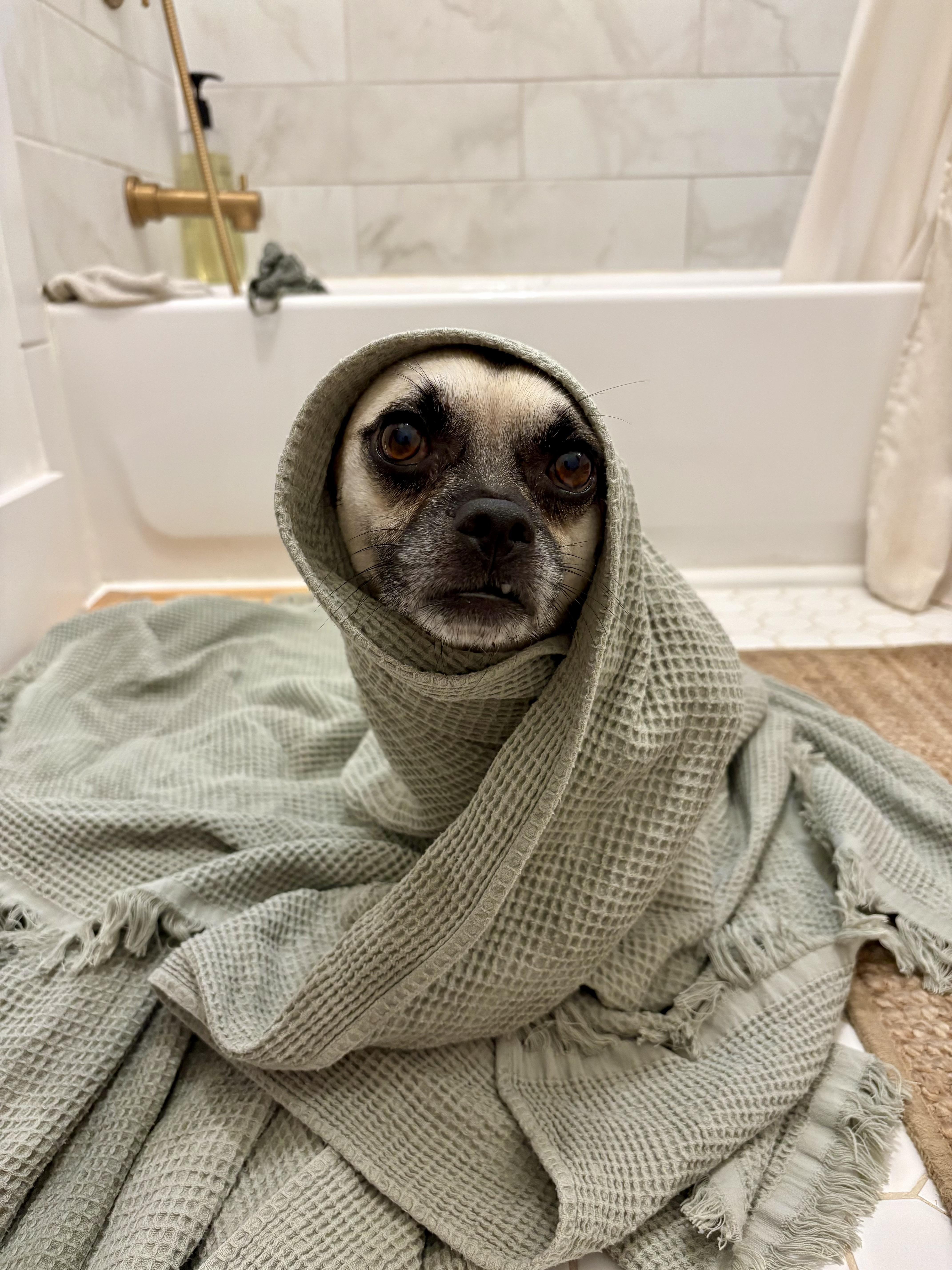 Enlarge Napoleon, a Adoptable mixed breed in San Diego, CA image 5/6