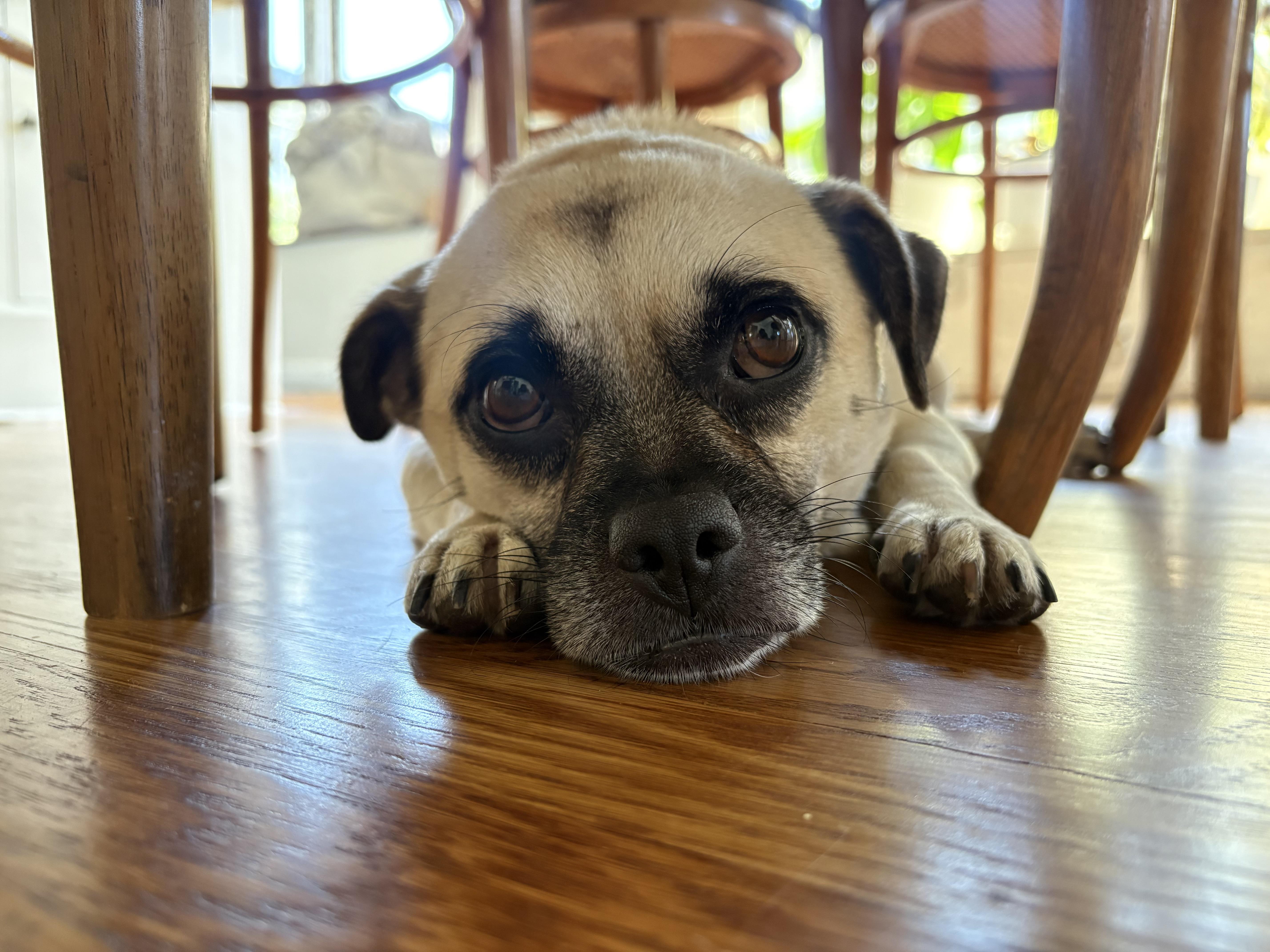 Enlarge Napoleon, a Adoptable mixed breed in San Diego, CA image 6/6