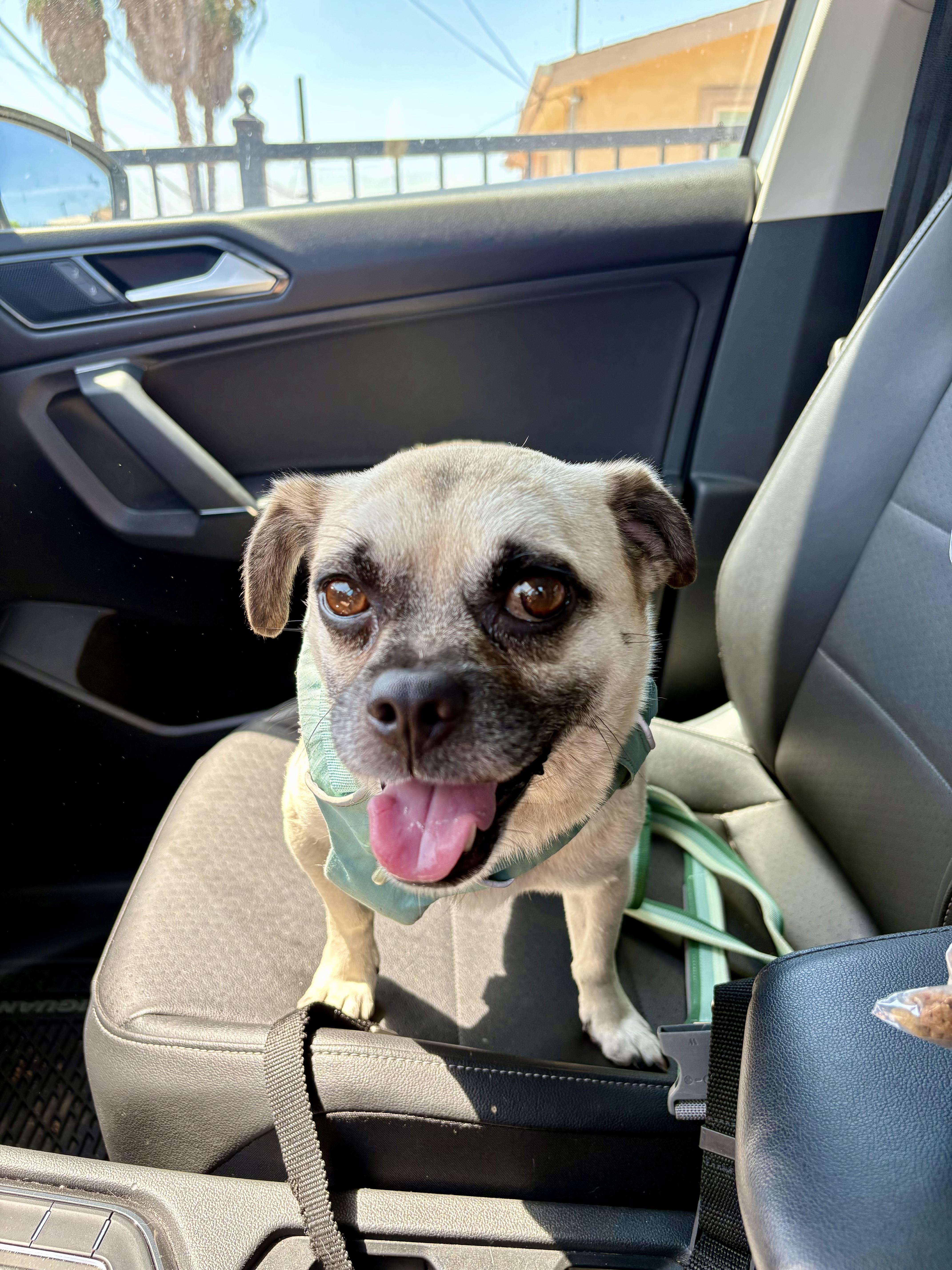 Enlarge Napoleon, a Adoptable mixed breed in San Diego, CA image 2/6