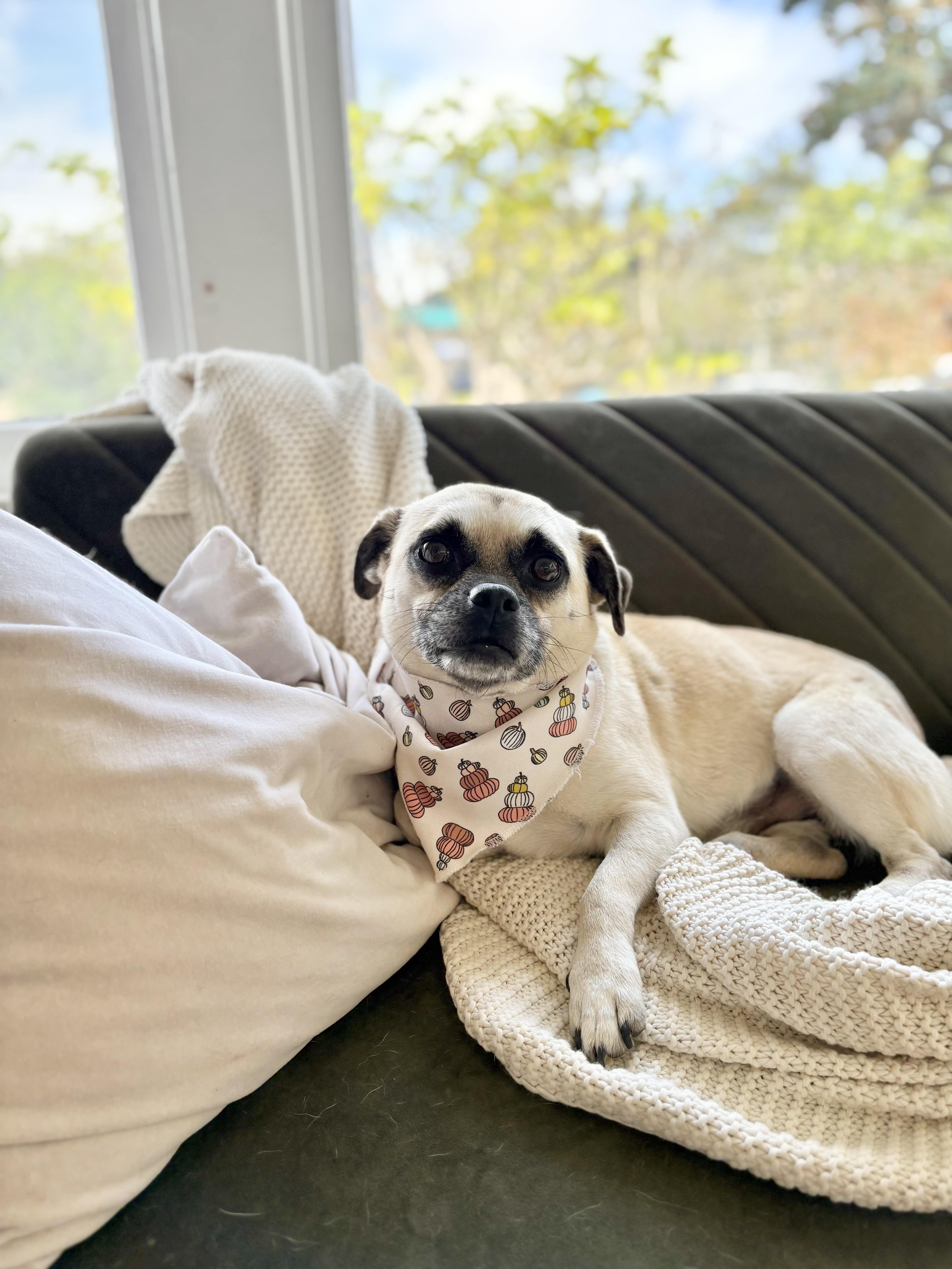 Enlarge Napoleon, a Adoptable mixed breed in San Diego, CA image 4/6