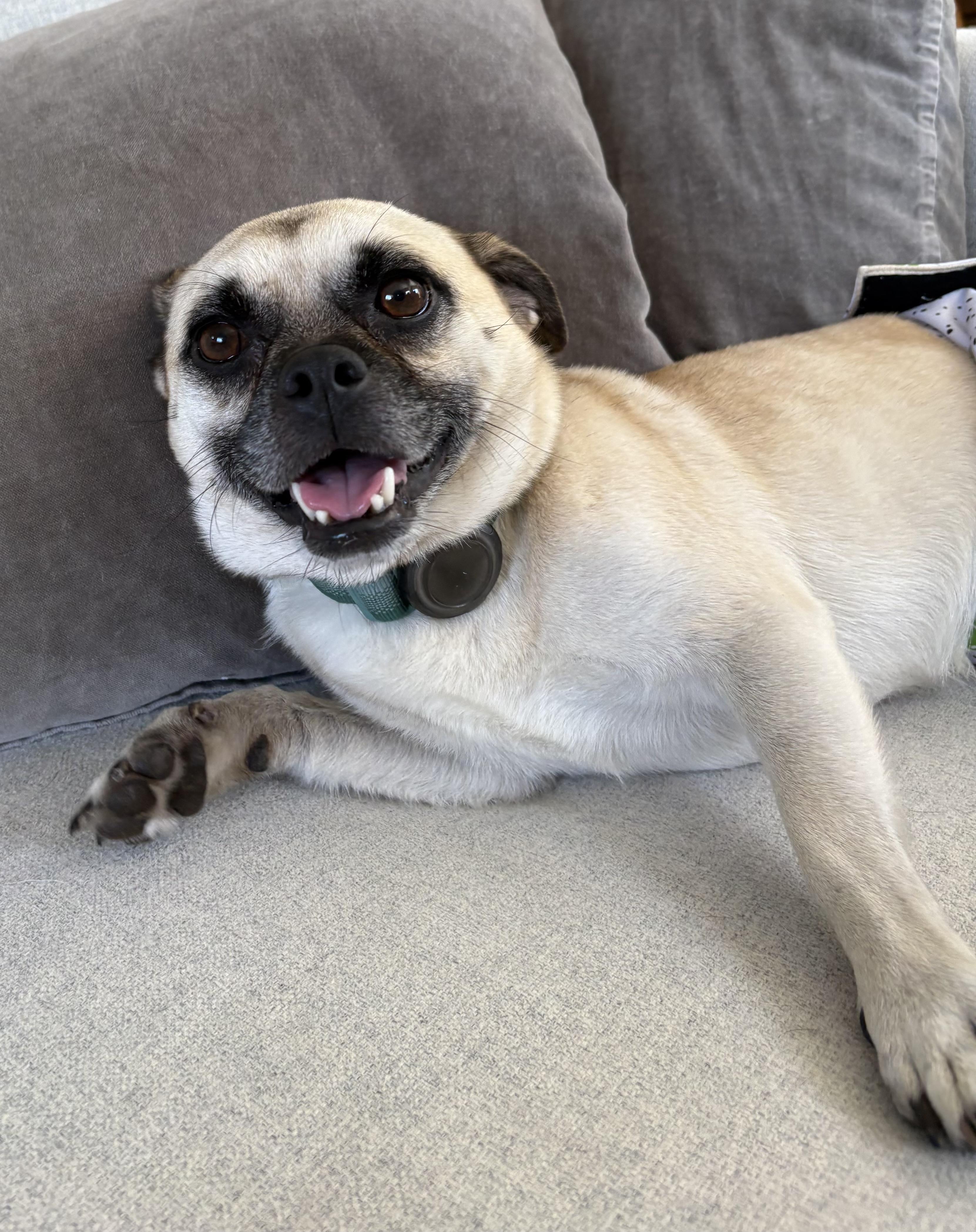 Enlarge Napoleon, a Adoptable mixed breed in San Diego, CA image 3/6