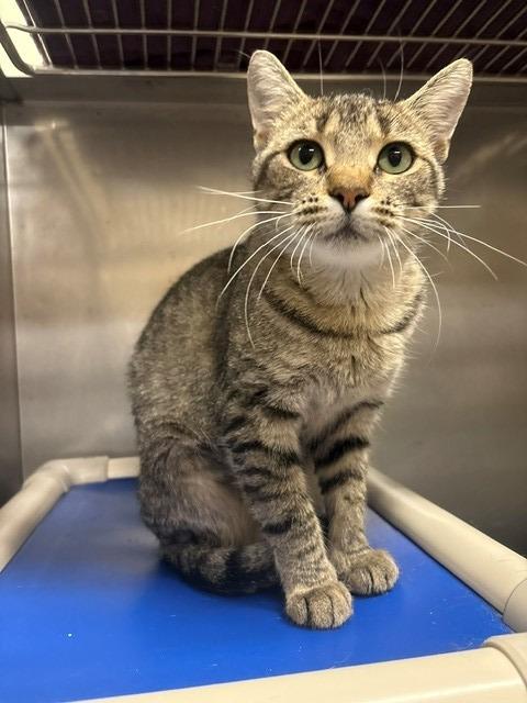 Rizzo, Adoptable, Young Female Domestic Short Hair.