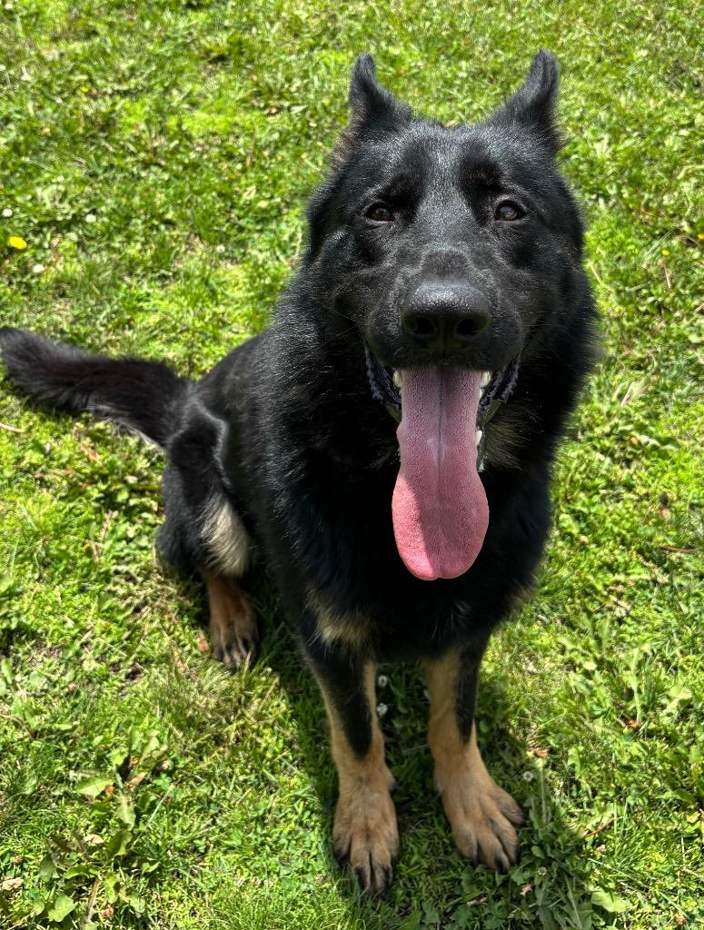Enlarge Elvis Pawsley, a ADOPTABLE German Shepherd Dog in Columbus, NE image 1/1