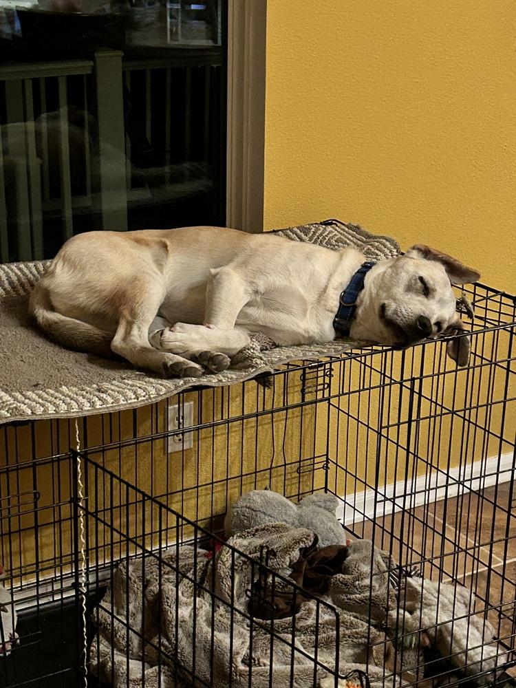 Enlarge Armoni, a Adoptable mixed breed in Lafayette, CO image 1/4