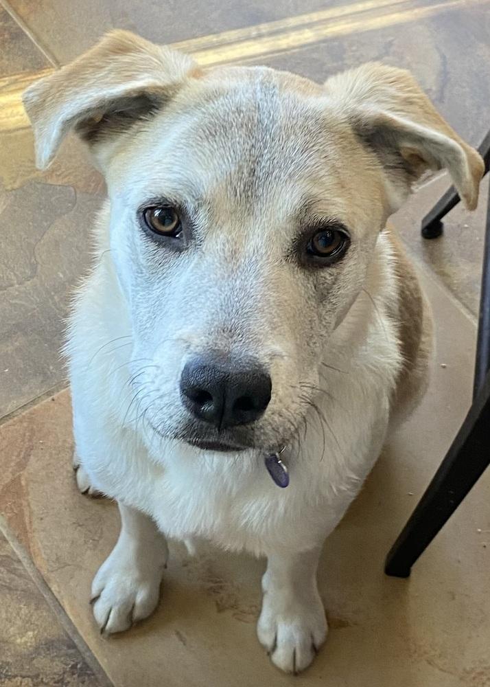 Enlarge Armoni, a Adoptable mixed breed in Lafayette, CO image 2/4