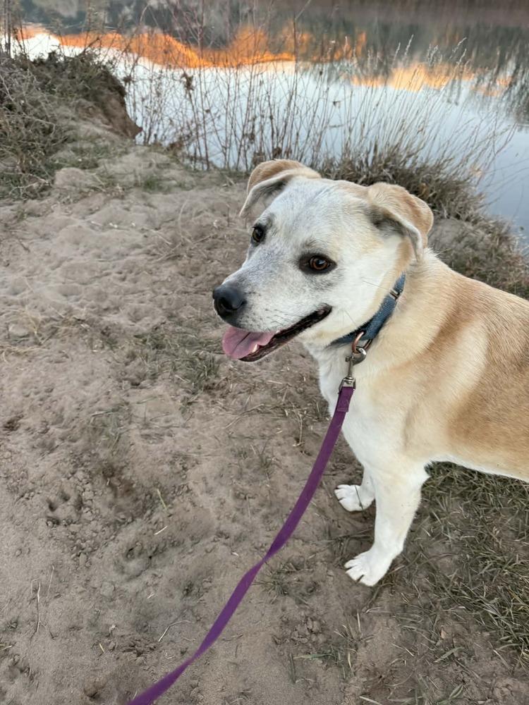 Enlarge Armoni, a Adoptable mixed breed in Lafayette, CO image 3/6