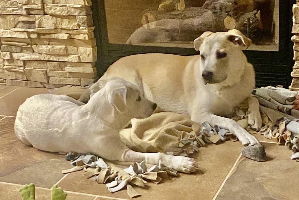 Enlarge Armoni, a Adoptable mixed breed in Lafayette, CO image 3/4