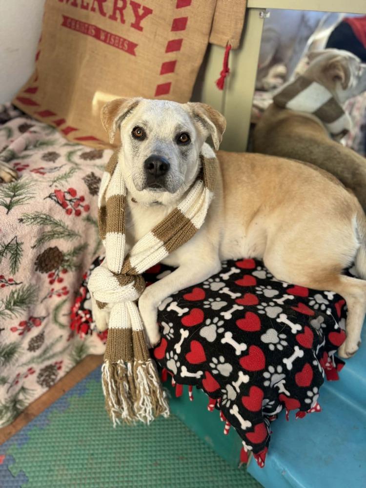 Enlarge Armoni, a Adoptable mixed breed in Lafayette, CO image 5/6