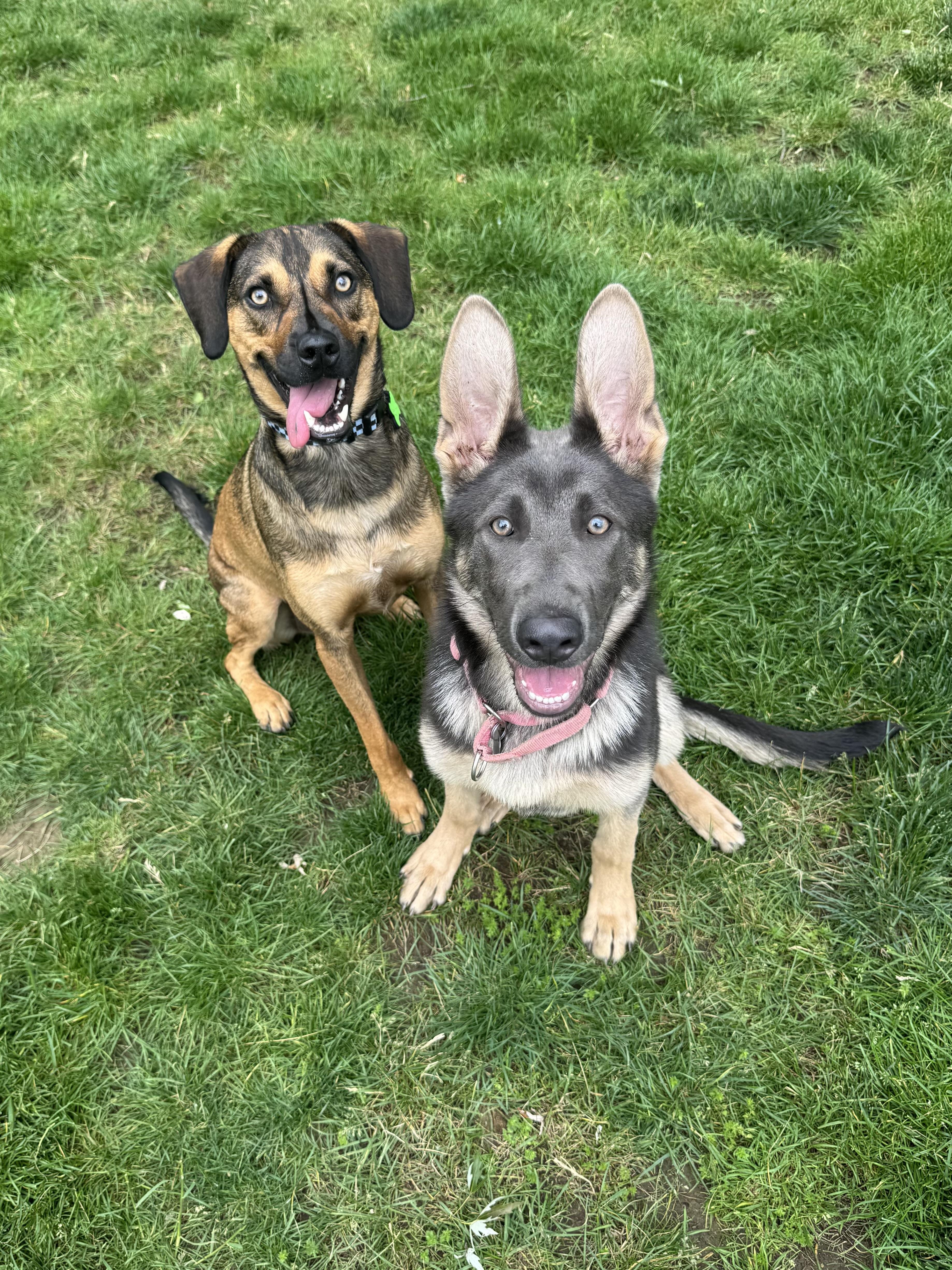 Enlarge Indigo, a ADOPTABLE German Shepherd Dog in Cleveland, OH image 2/5