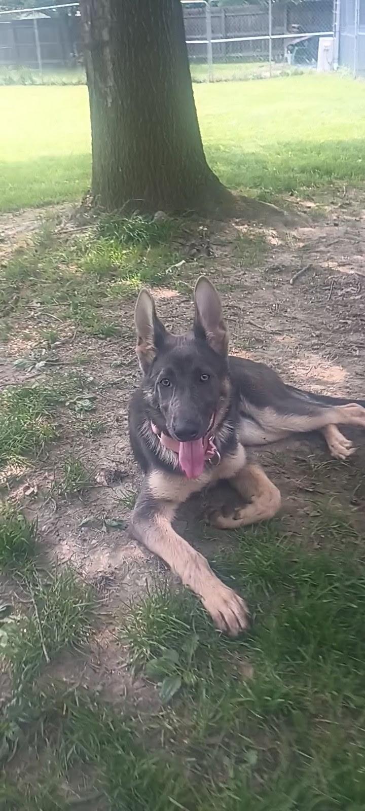 Enlarge Indigo, a ADOPTABLE German Shepherd Dog in Cleveland, OH image 4/5