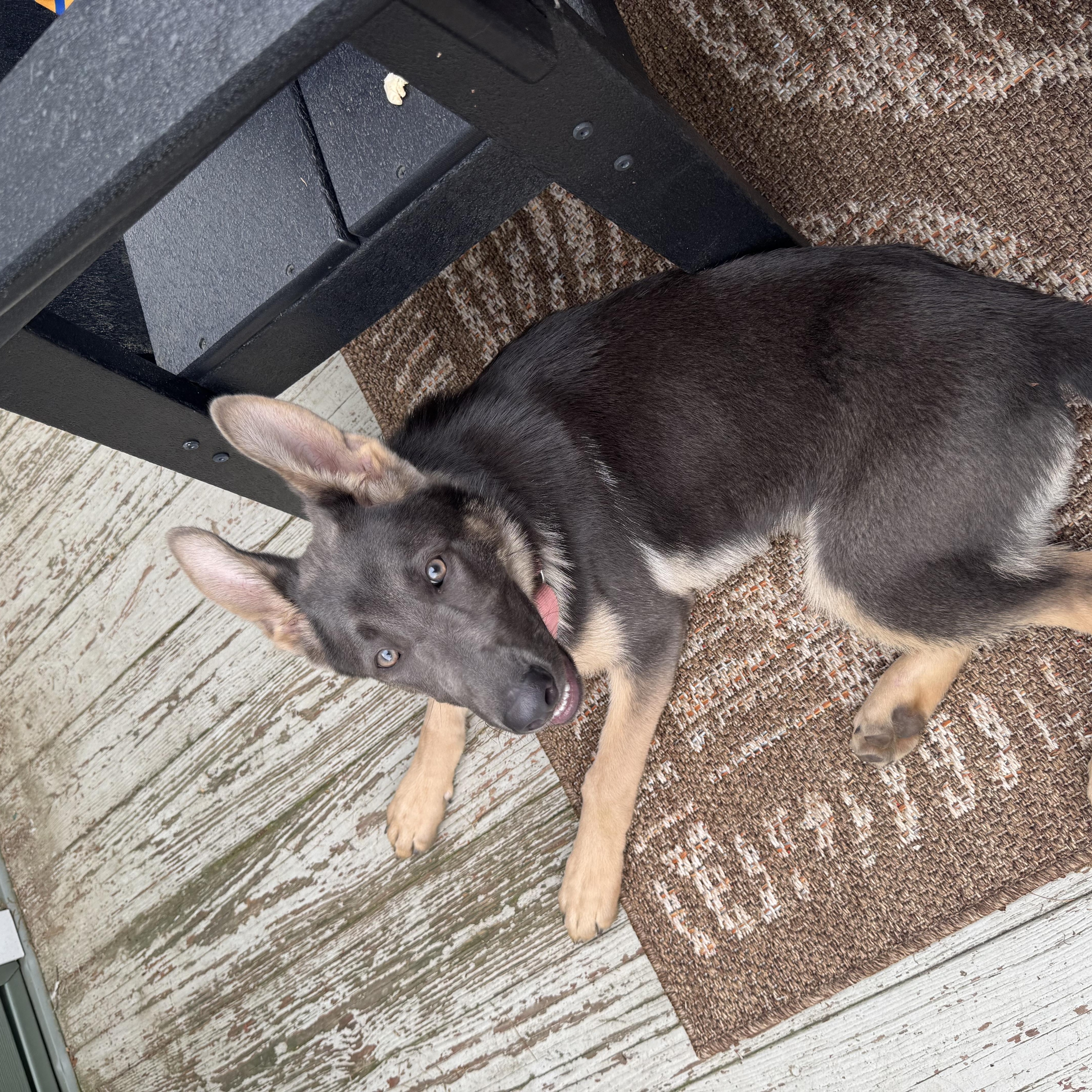 Enlarge Indigo, a ADOPTABLE German Shepherd Dog in Cleveland, OH image 5/5
